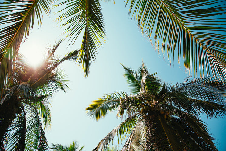 Sunny Day Through Palm Trees