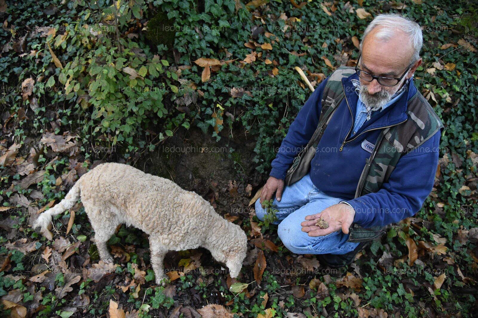 Insolite - La truffe blanche d'Alba, une pépite qui s'échange à prix d'or