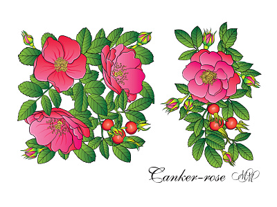 Rose hip vector illustration briar brier canker rose canker rose drawing dog rose eglantine floral art floral clipart floral drawing floral illustration flowers graphic design labels design packaging design pink roses rose hip rose illustration rosehip vector floral illustration vector illustrations