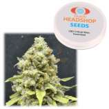 CBD Critical Mass (Dutch-Headshop) :: Cannabis Strain Info