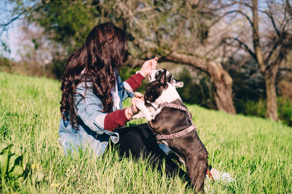 A female playing with two dogs in the park - free stock photo