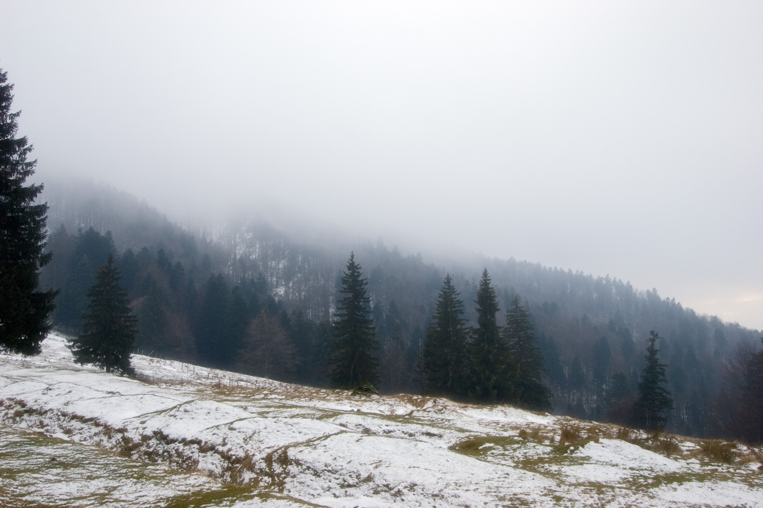 Low clouds over forest