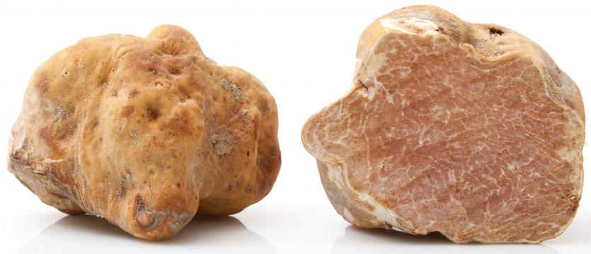 Fresh White Truffle (Tuber Magnatum Pico) - Truffles, Wild Mushrooms ...