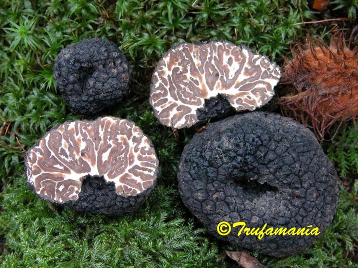 Trufamania-FAQ truffles-Tuber melanosporum - Truffles, Truffle mushroom, Stuffed mushrooms