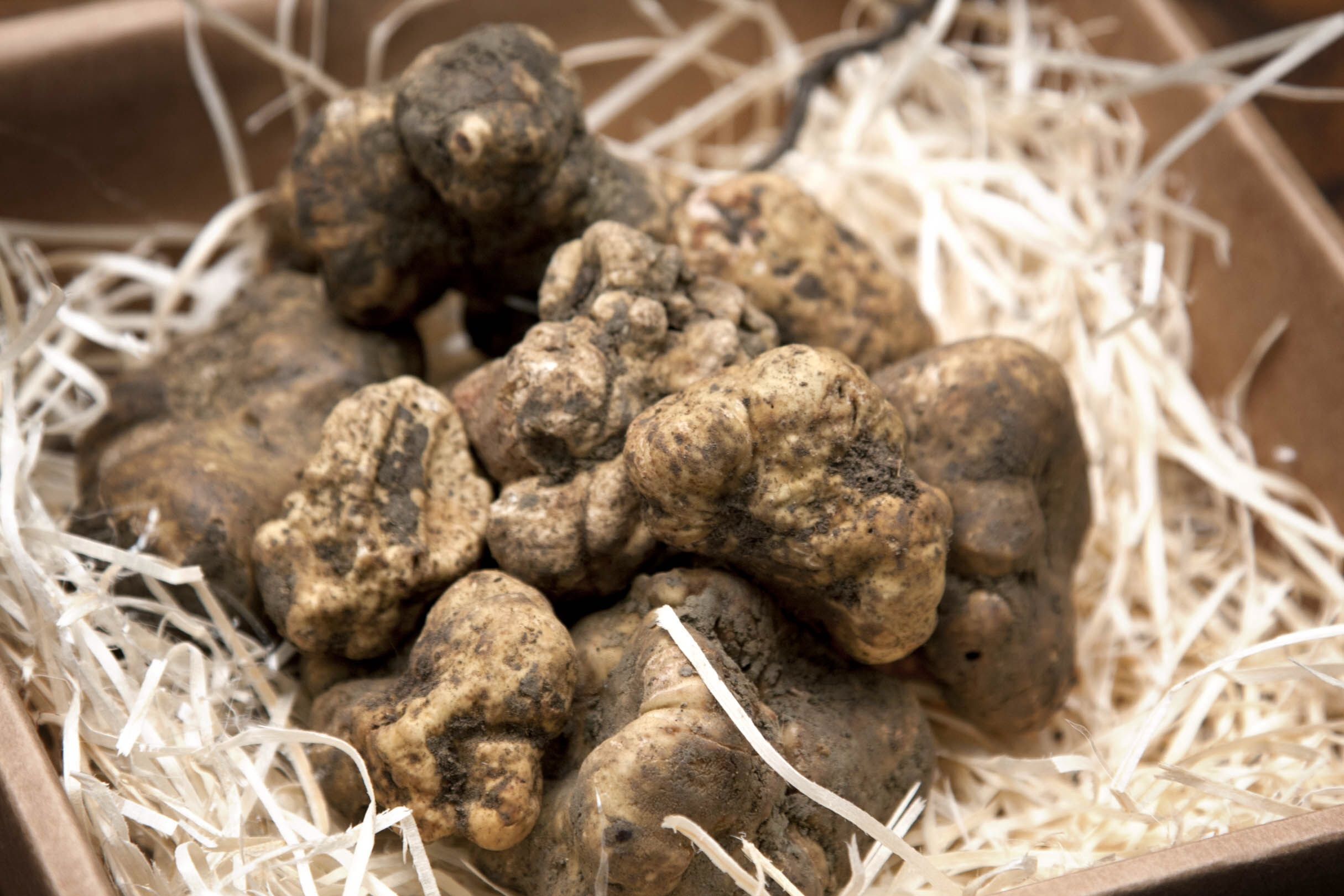 Tuber Magnatum Pico o tartufo bianco pregiato di Acqualagna - Stuffed ...