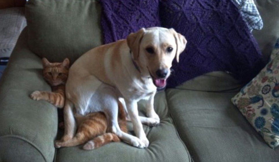 Hilarious pictures of dogs with no concept of personal space