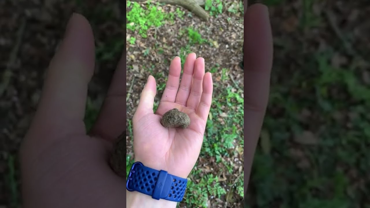 Truffle hunting in Florence, Italy!