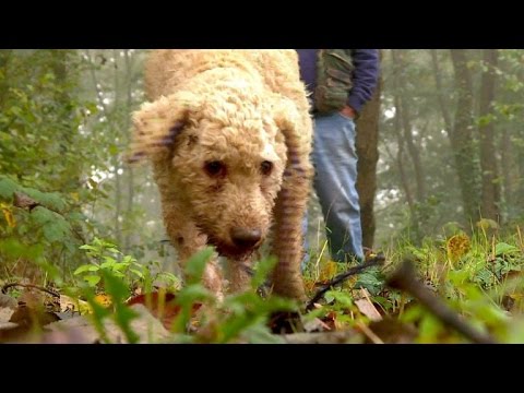 Schnüffeln nach Trüffeln