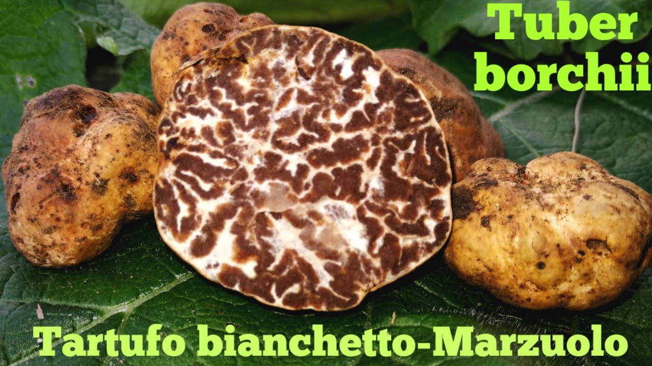 Tuber borchii White truffle marzuolo