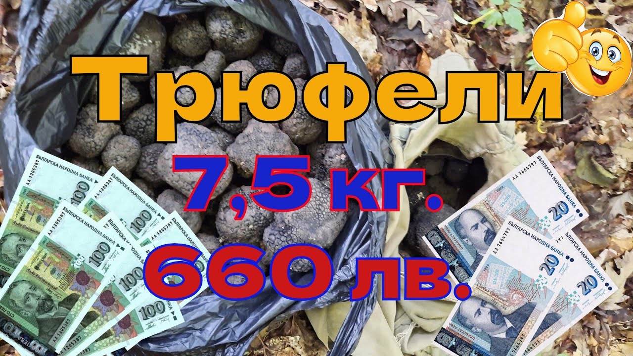 Осем часа 7,5 кг  летен Трюфел