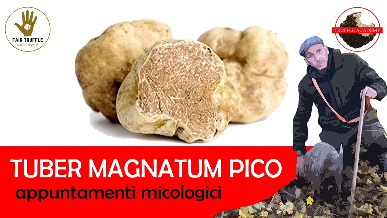 Approfondimenti sulla cerca del TUBER MAGNATUM PICO