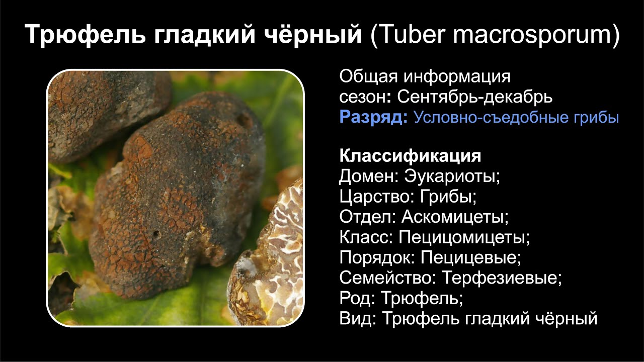 Трюфель гладкий чёрный (Tuber macrosporum)