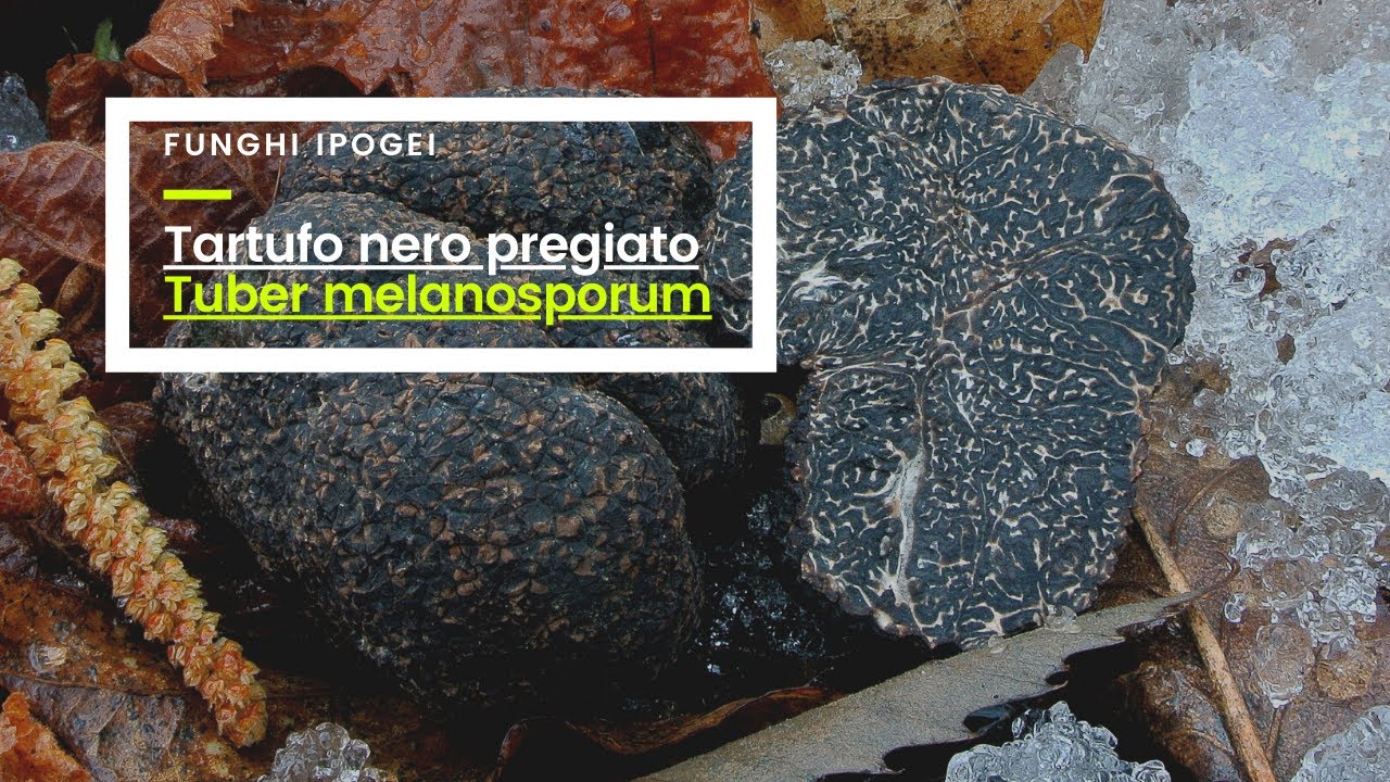 Tartufi | Nero pregiato, Tuber melanosporum