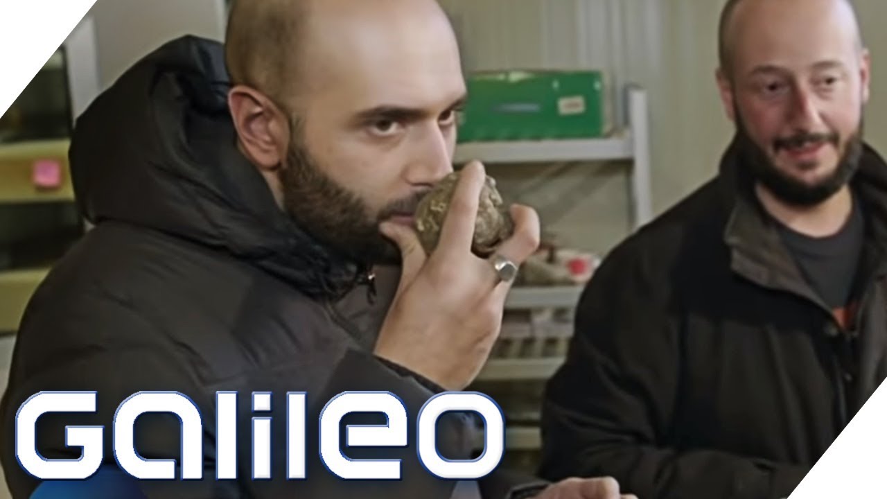 Unterwegs mit einem Trüffel-Dealer | Galileo | ProSieben