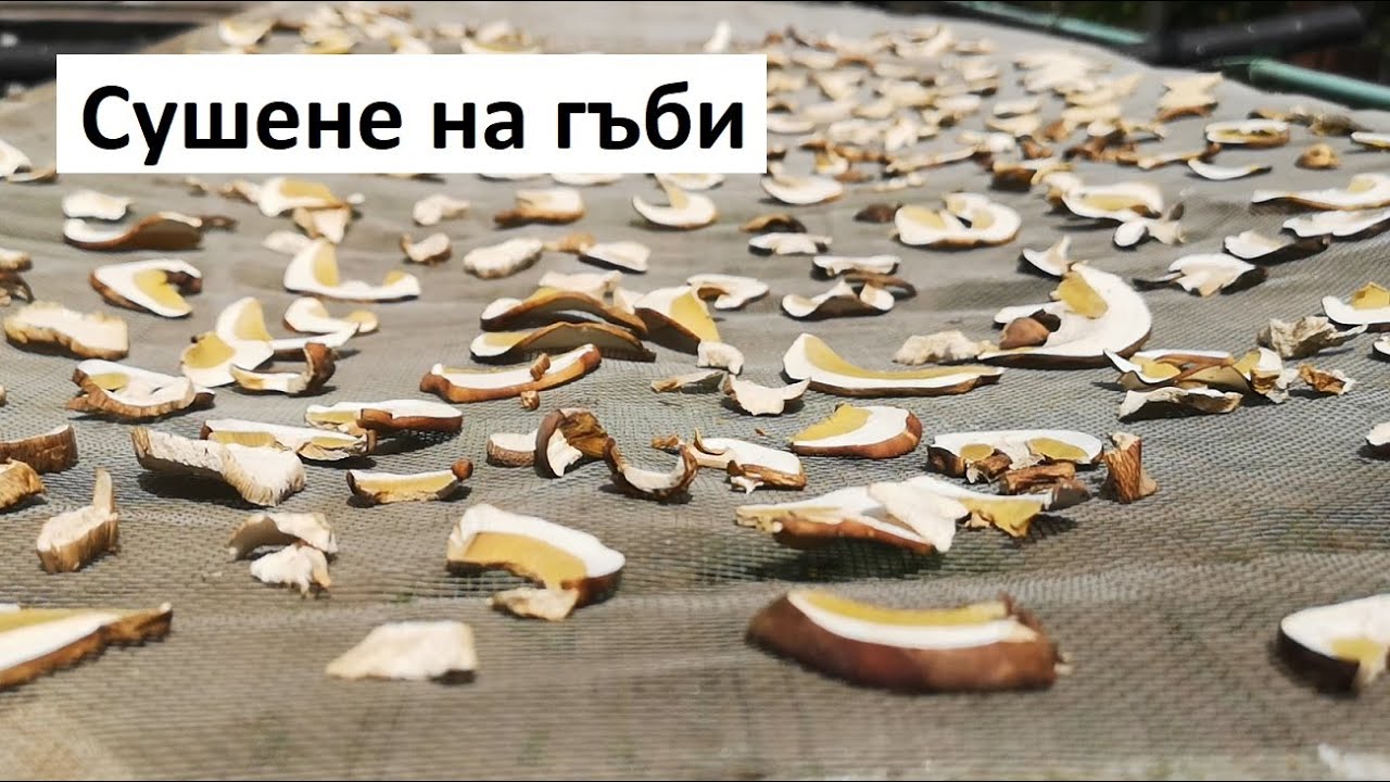 Сушене на гъби: Манатарка