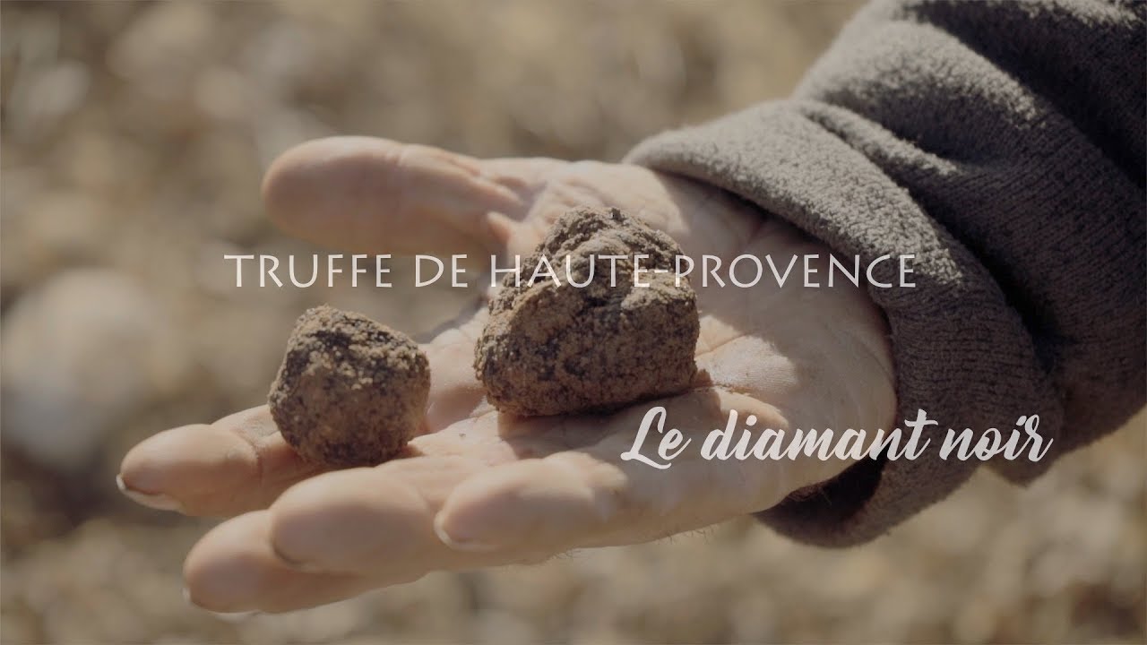 Truffe noire de Haute-Provence