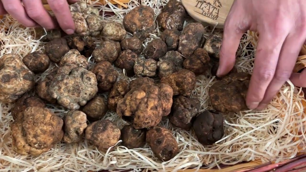 Tartufo Nero Pregiato o Tartufo Bianchetto? Ecco le differenze