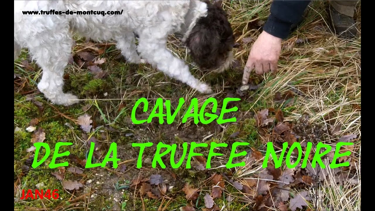 Cavage de la TRUFFE noire, Black TRUFFLE hunting