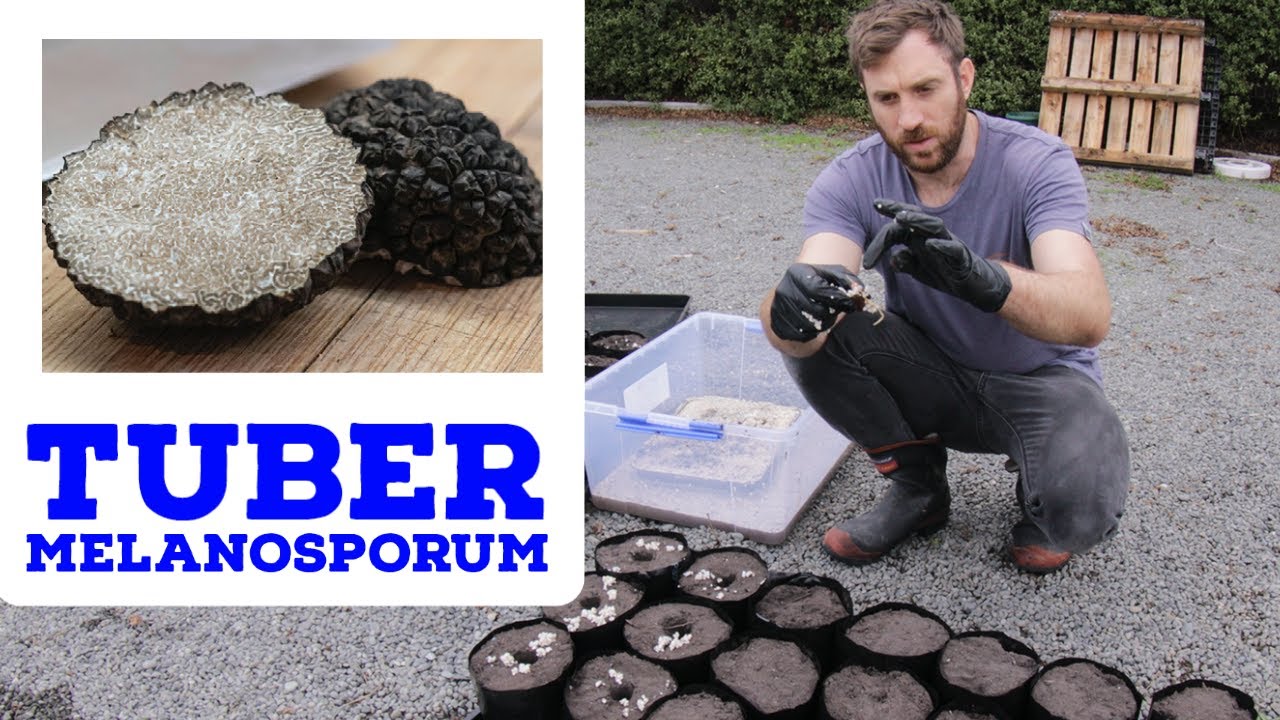 Making Truffle Trees for the Farm - Tuber Melanosporum