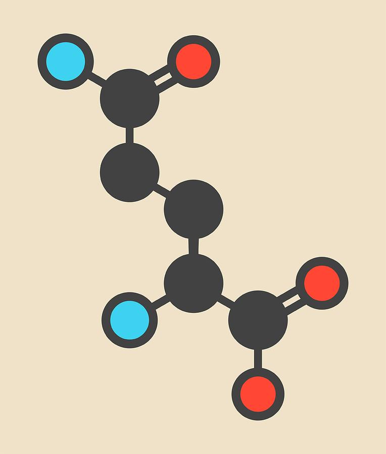 Glutamine Amino Acid Molecule Photograph by Molekuul - Pixels