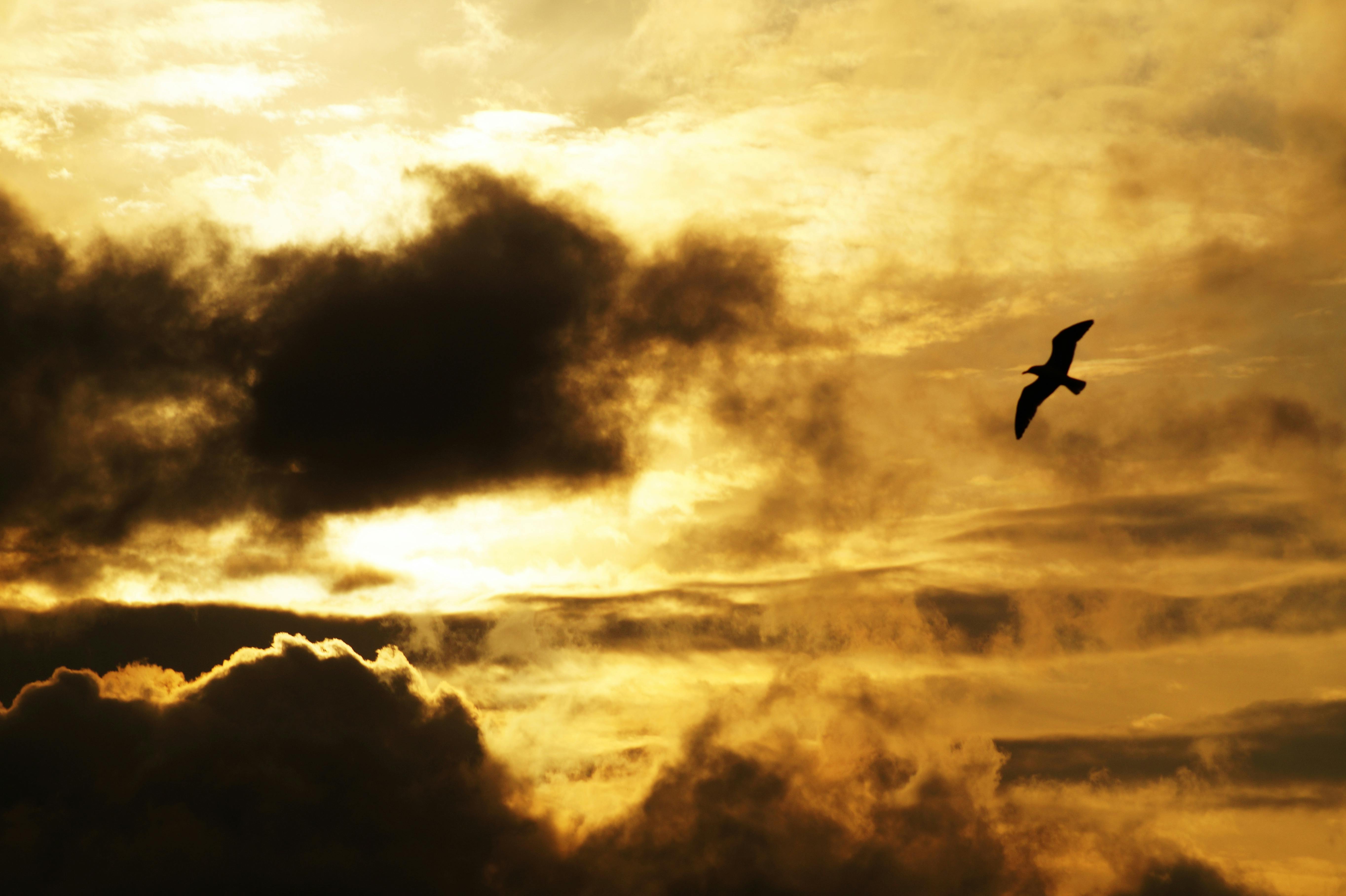 silhouette photography of flying bird during golden hour