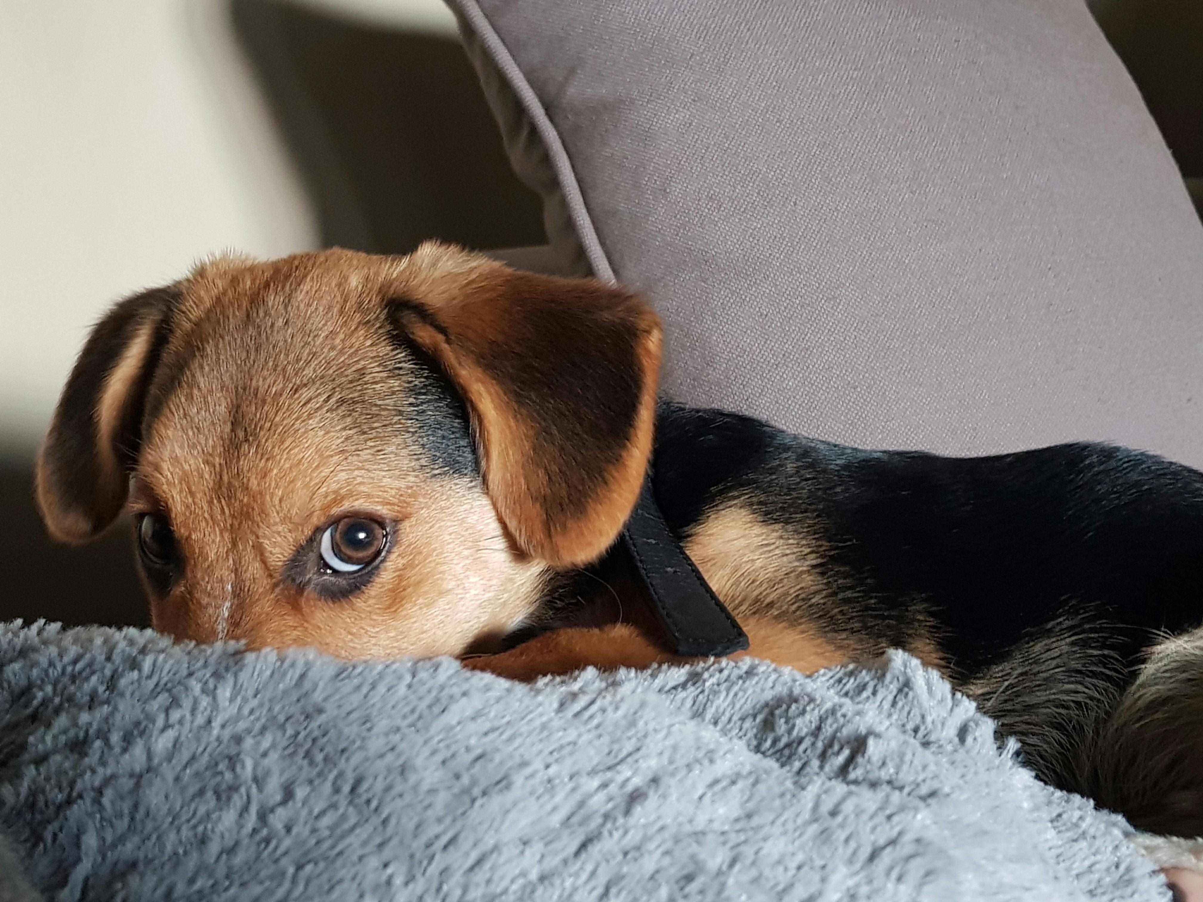 black and tan german shepherd puppy beside throw pillow close up photo