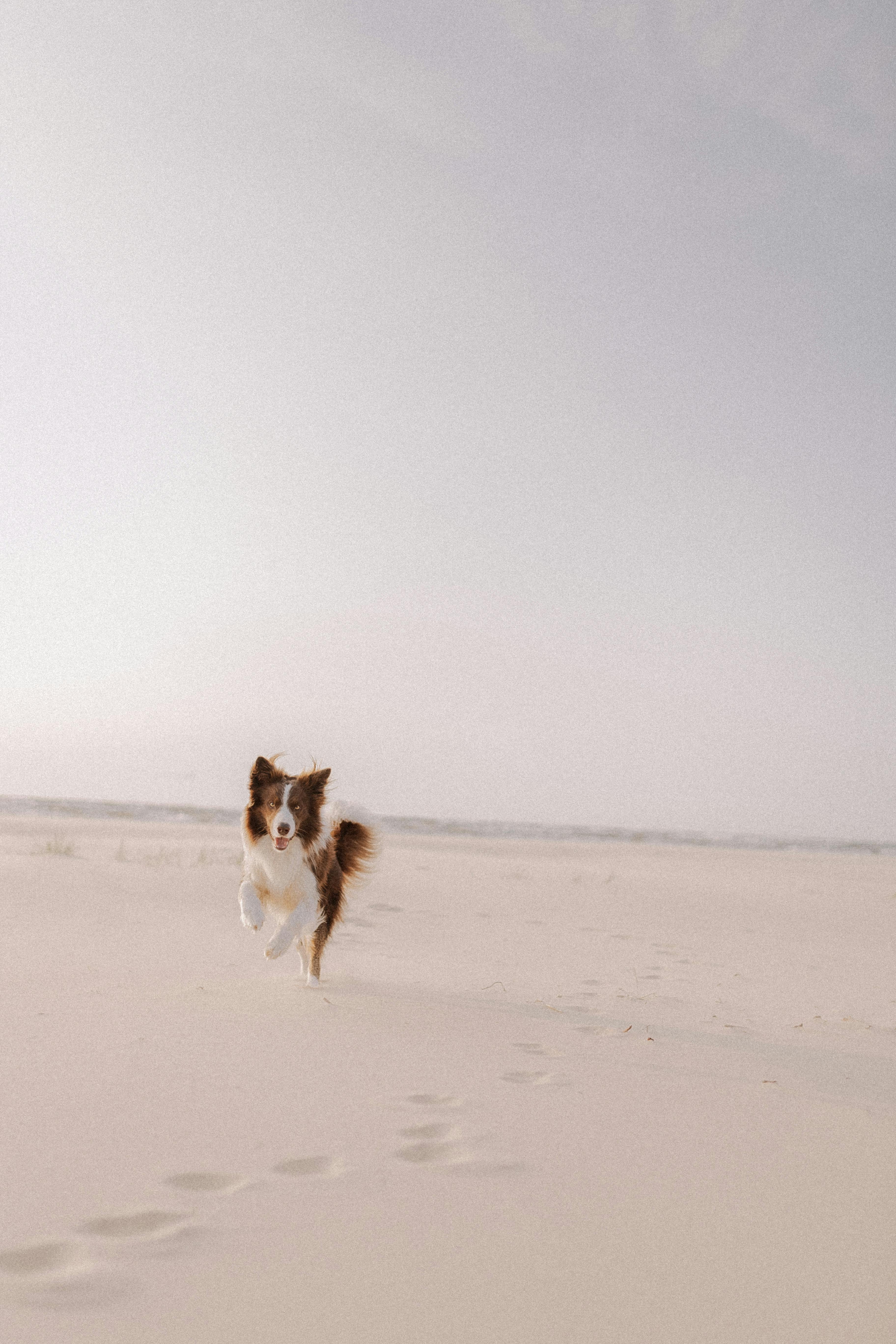 a border collie dog on the beach