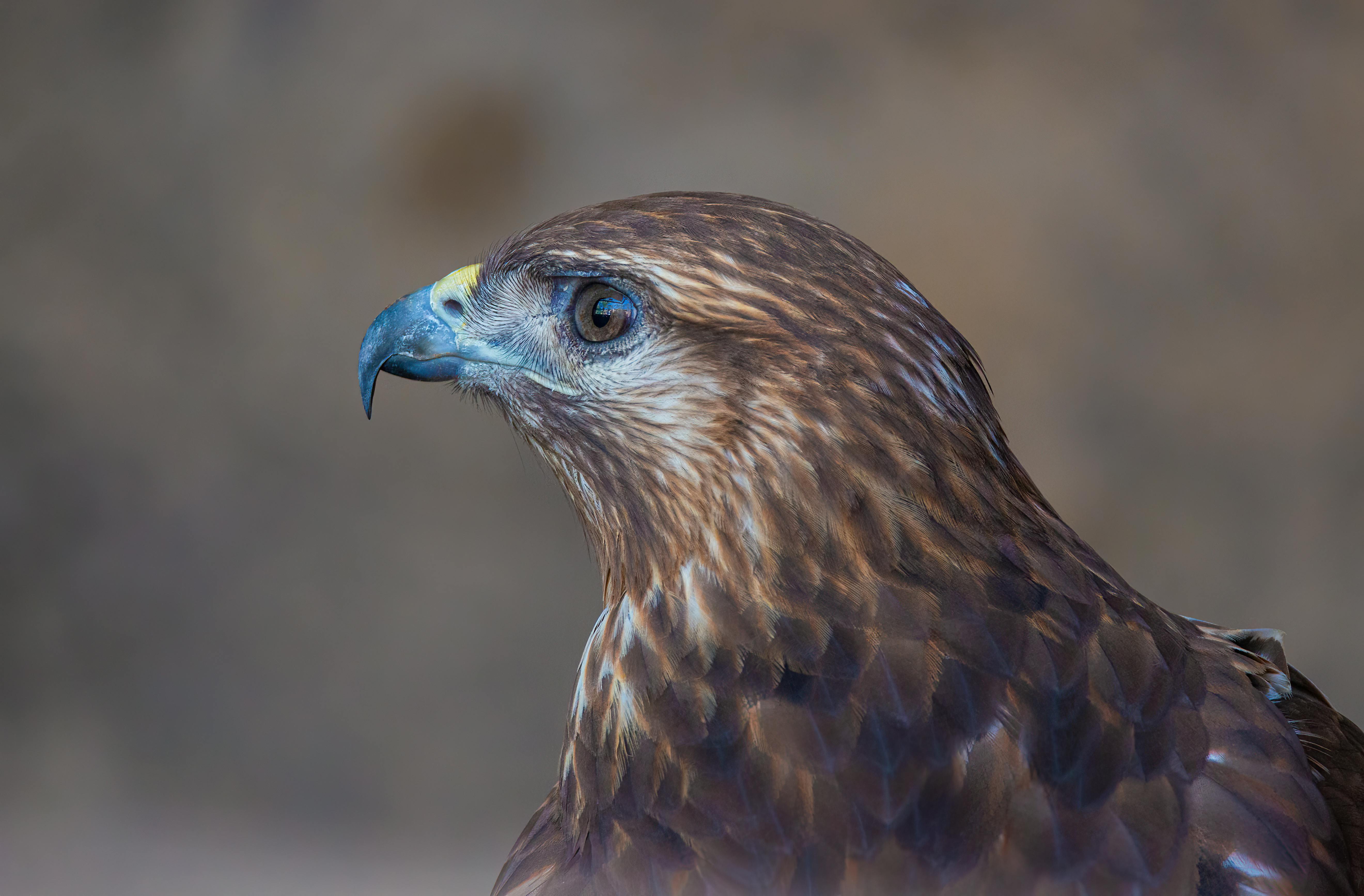 long legged buzzard