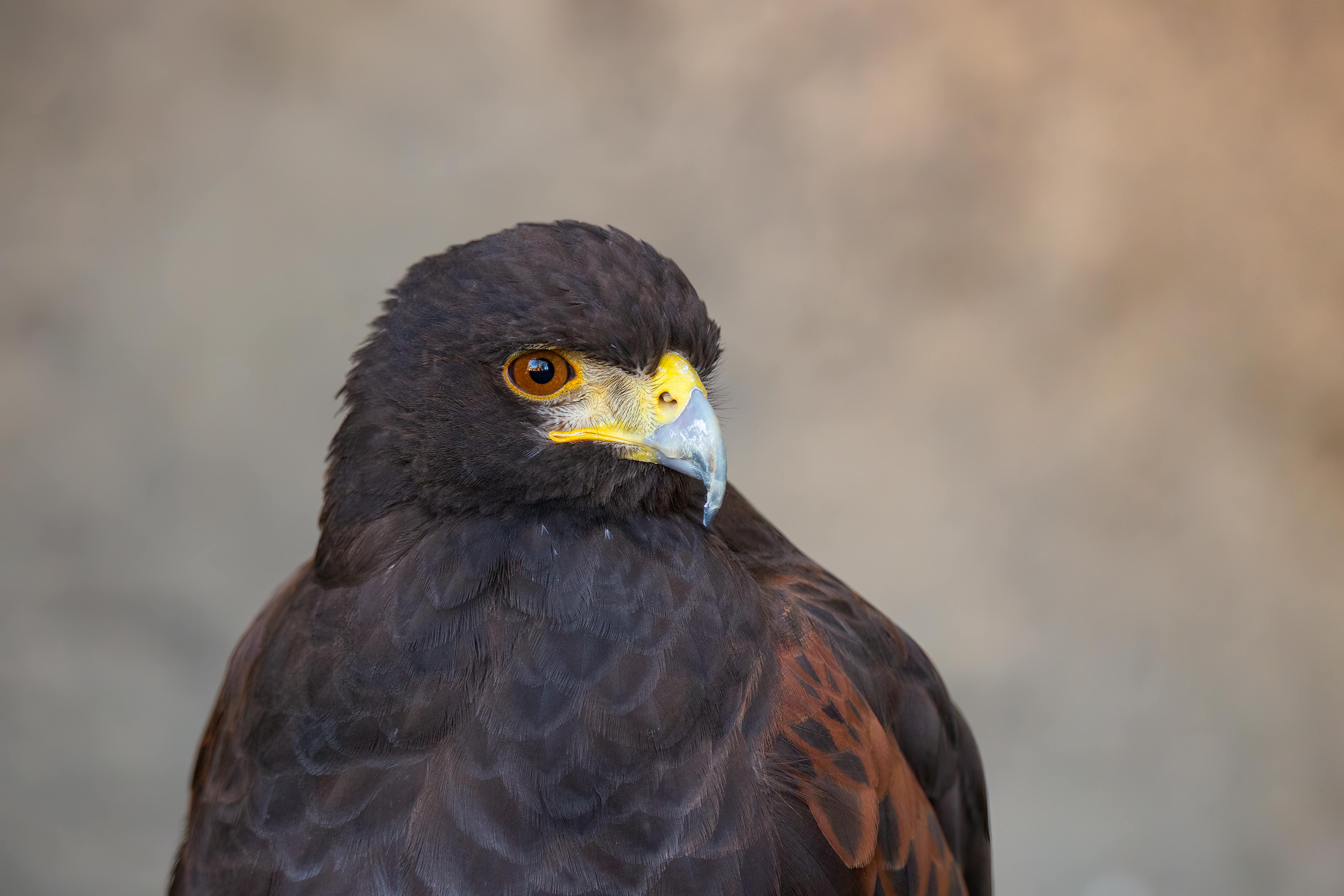 harris hawk