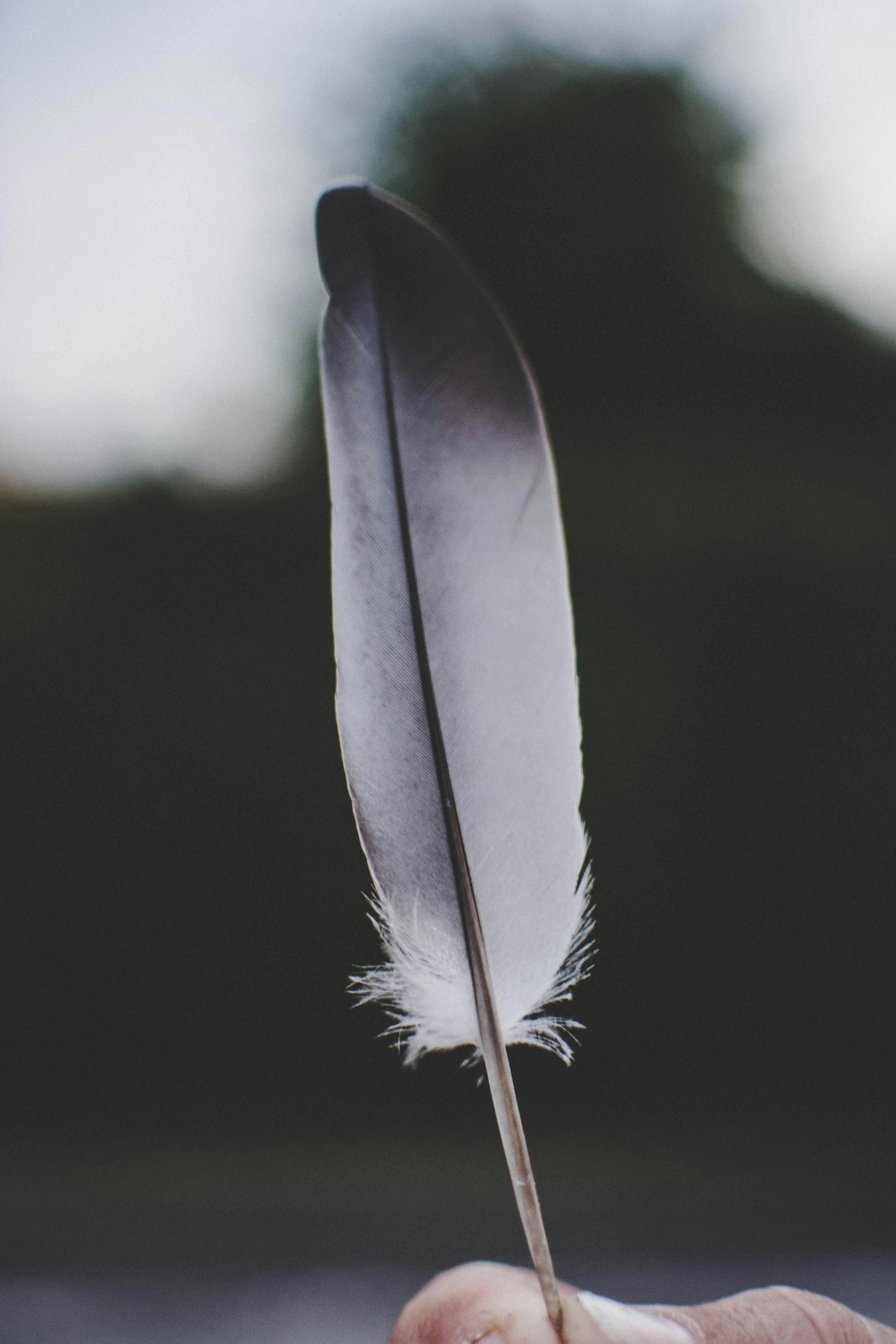 black and white feather print textile