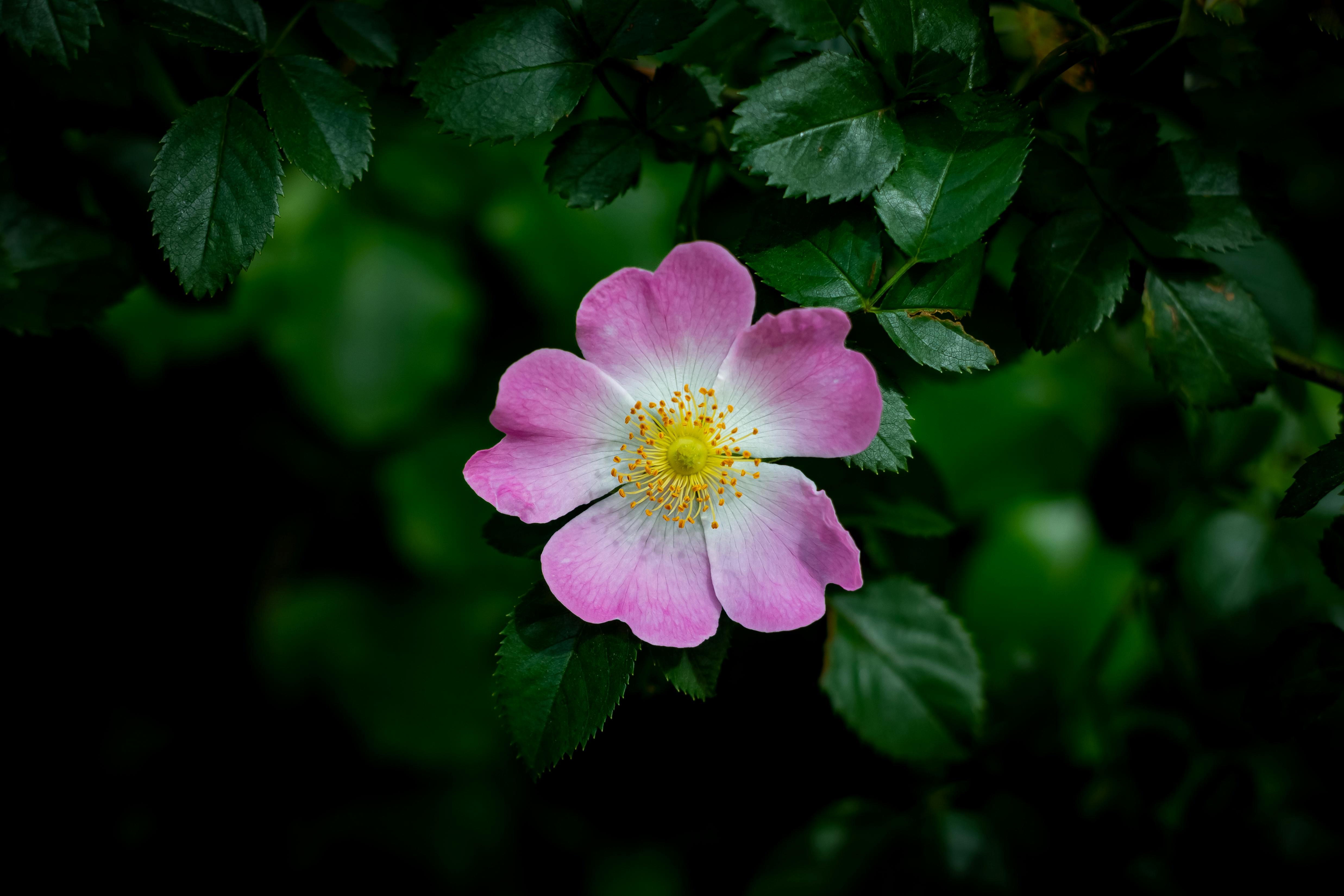 a pink wild flower