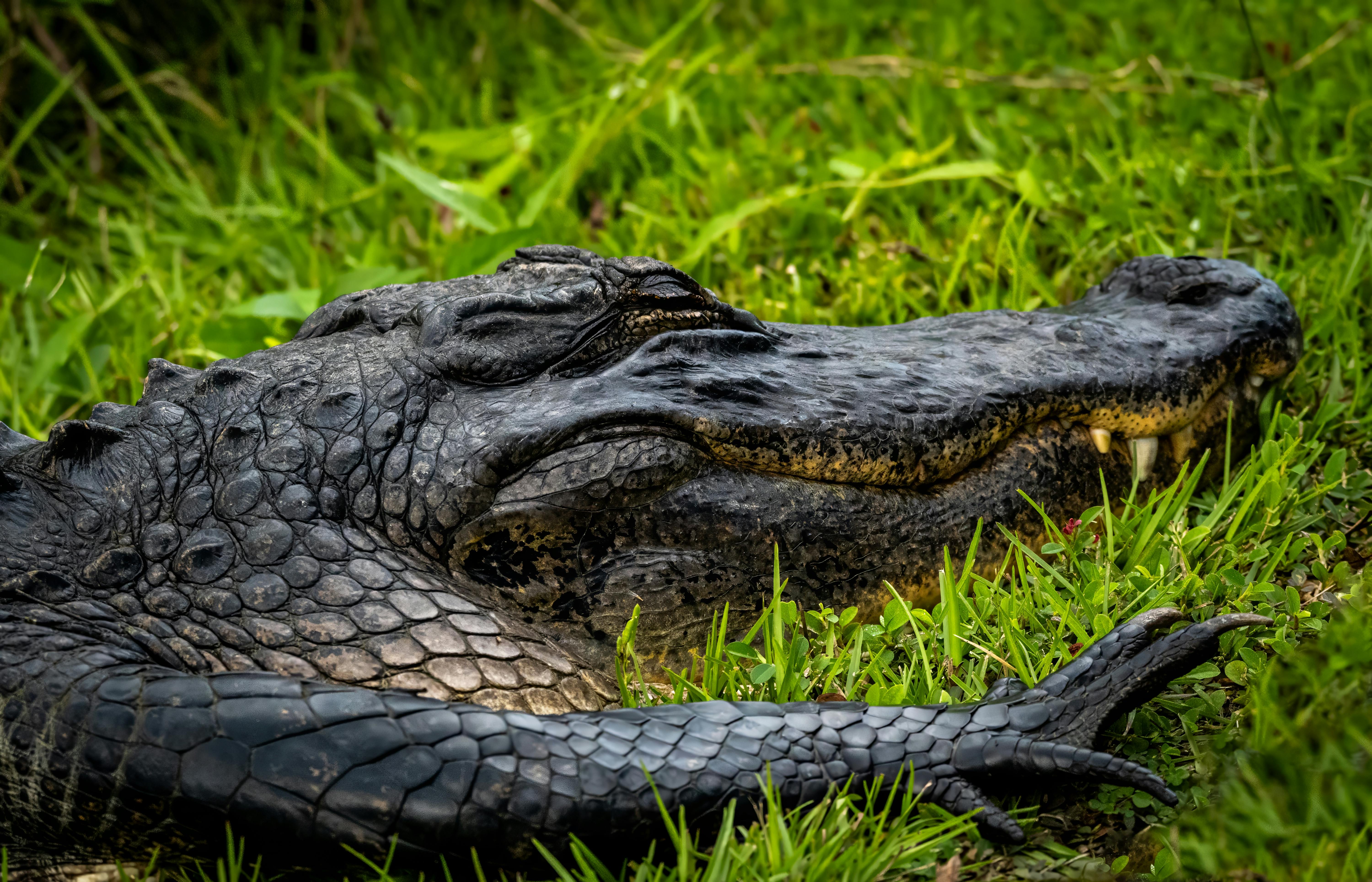 an alligator laying in the grass with its mouth open