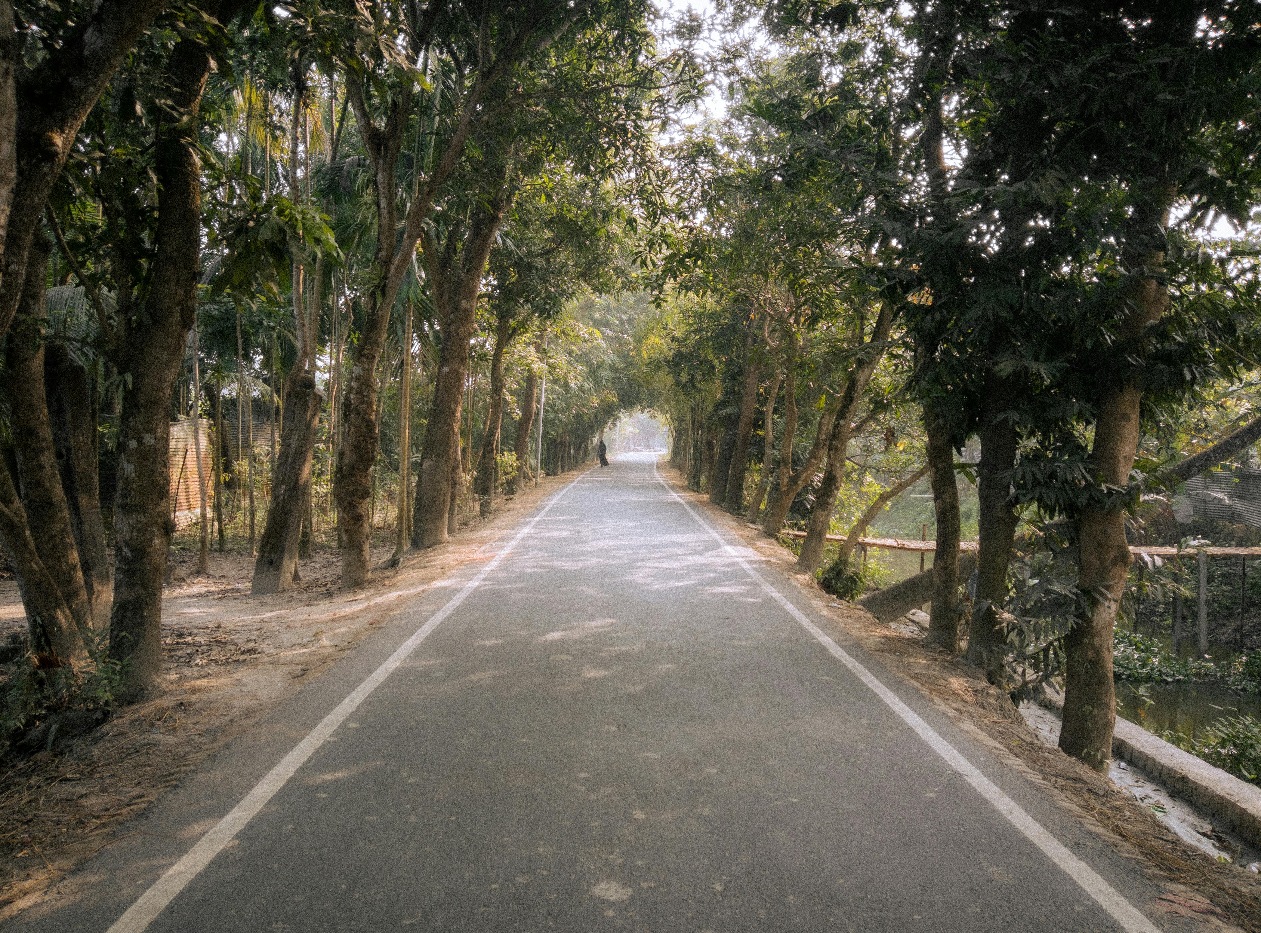 a road with trees and bushes on both sides