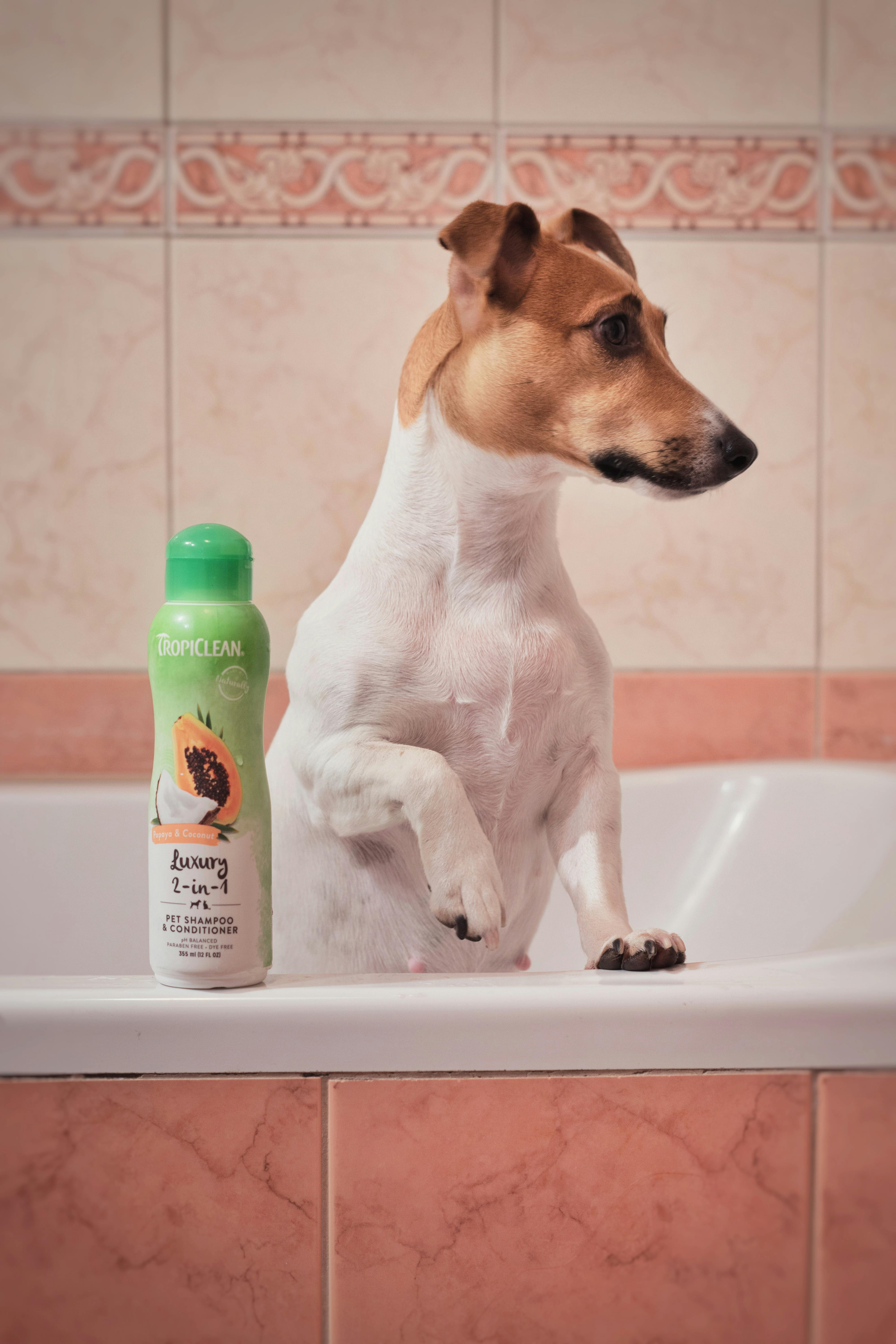 a dog standing in a bathtub with a dog shampoo