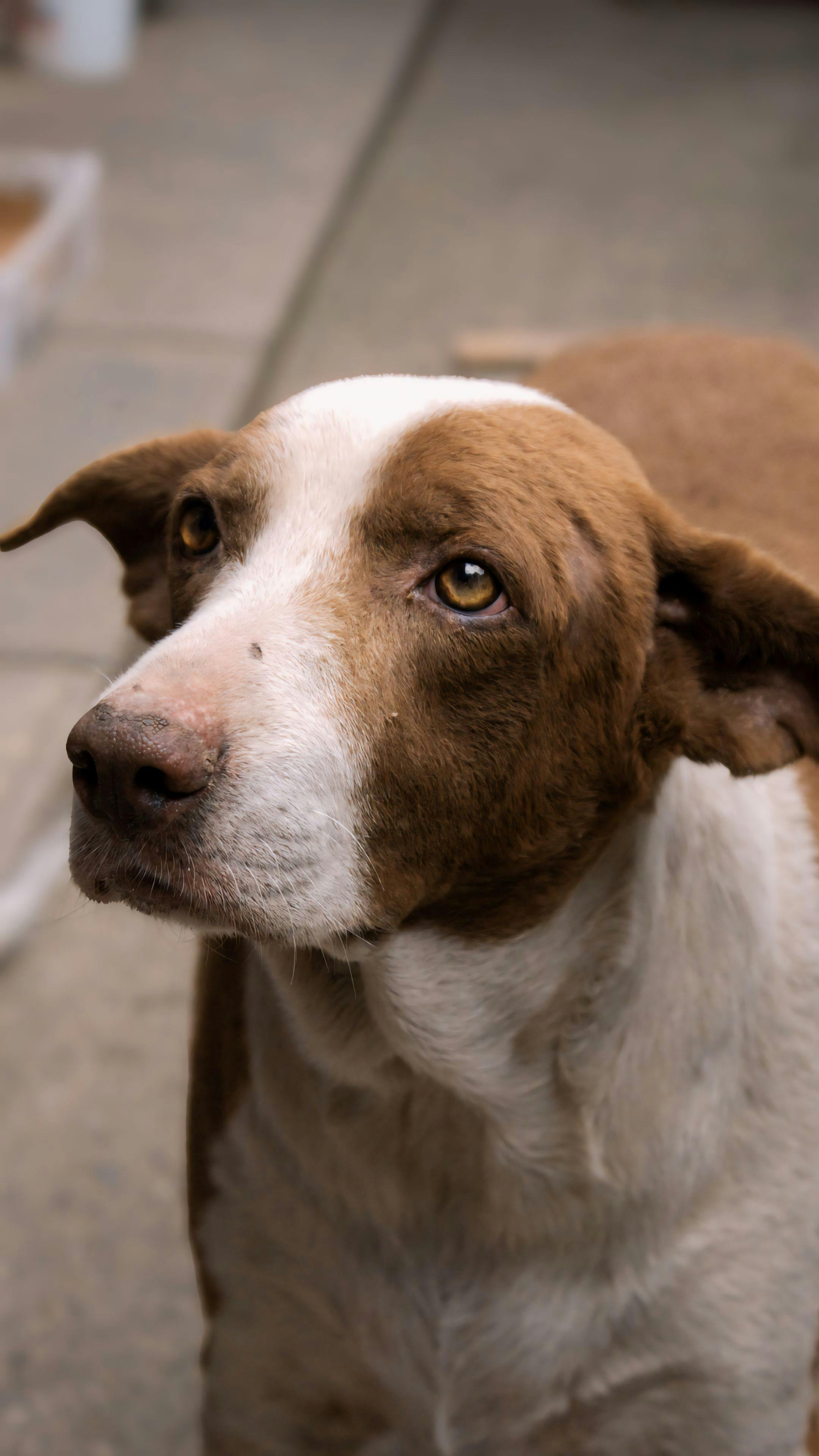 brown and white dog