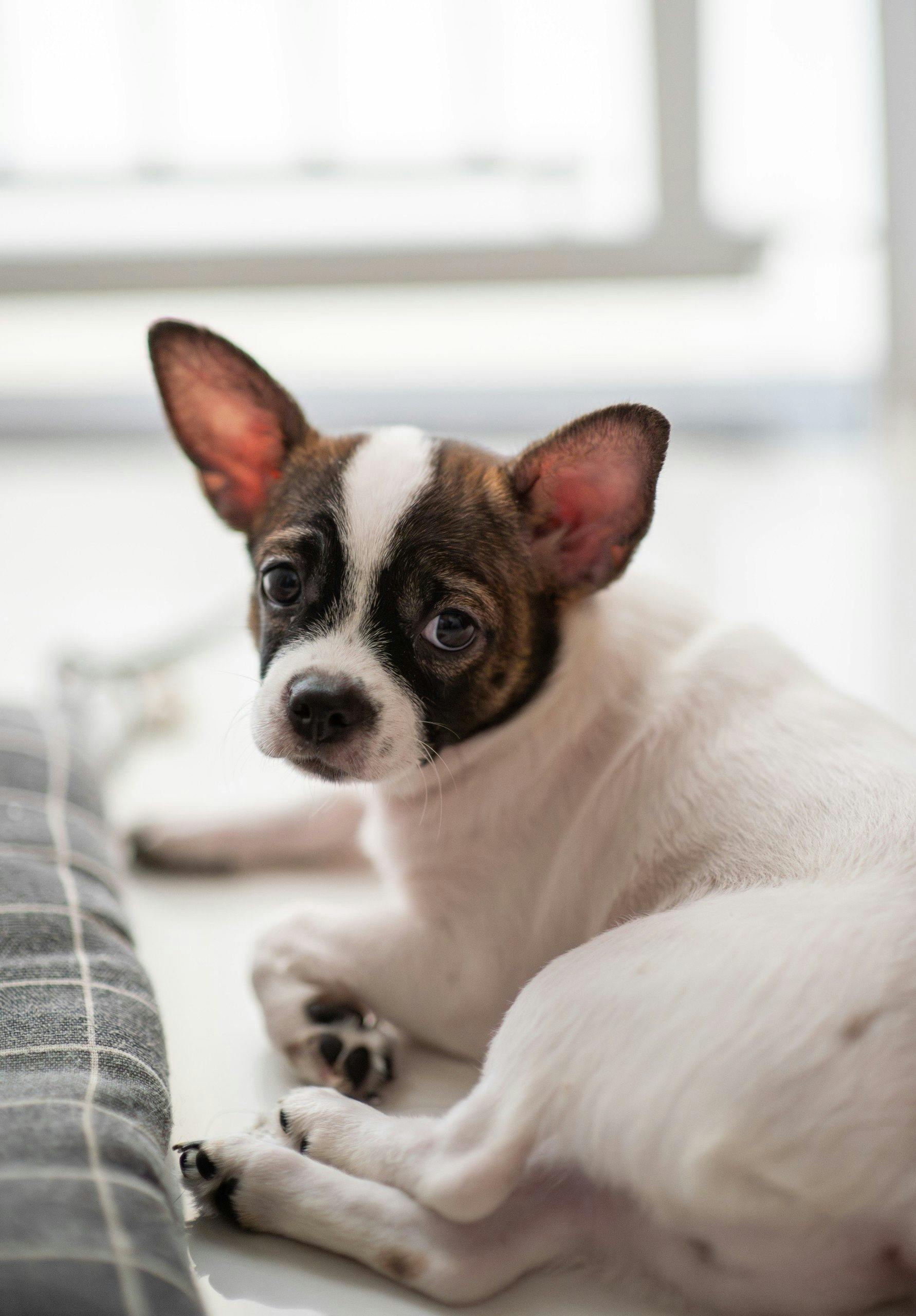 photo of a small domestic dog lying on the floor