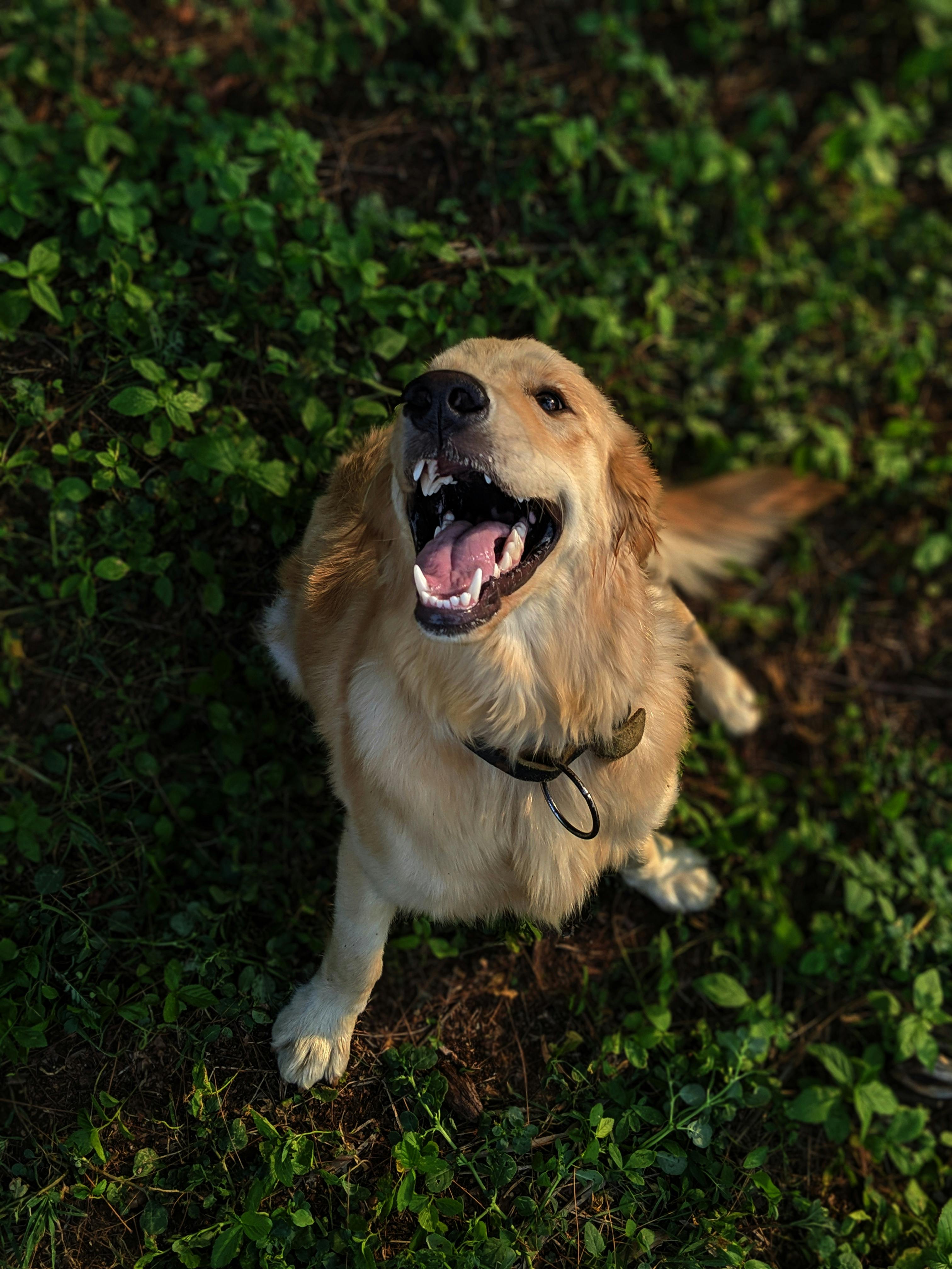 long coated tan golden retriever dog