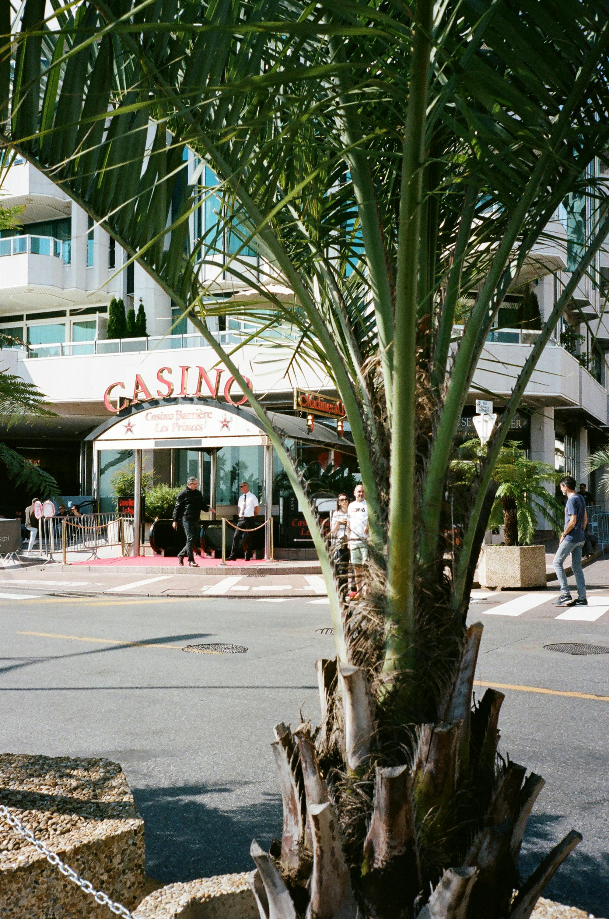 palm tree across a building