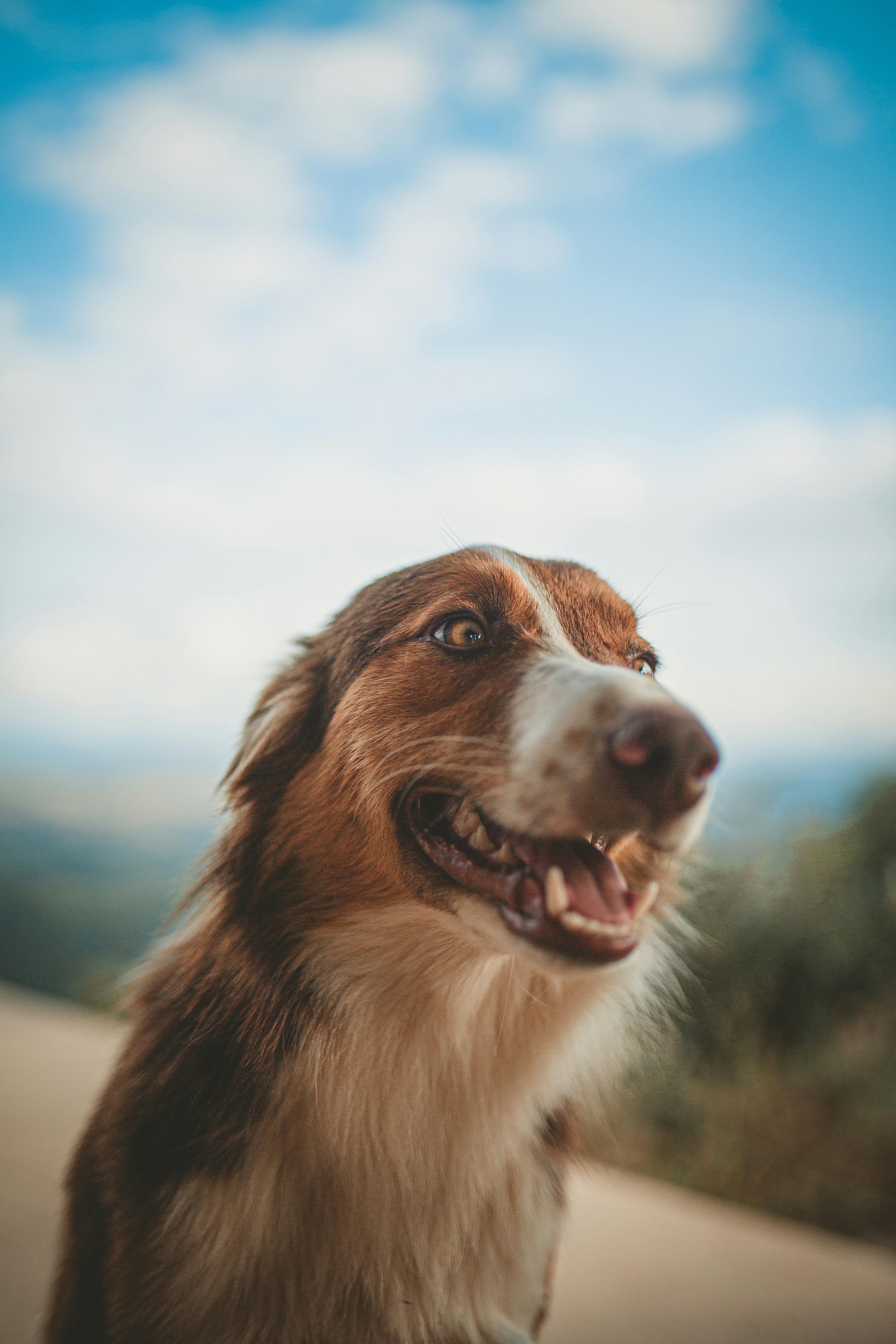 short coat brown and white dog