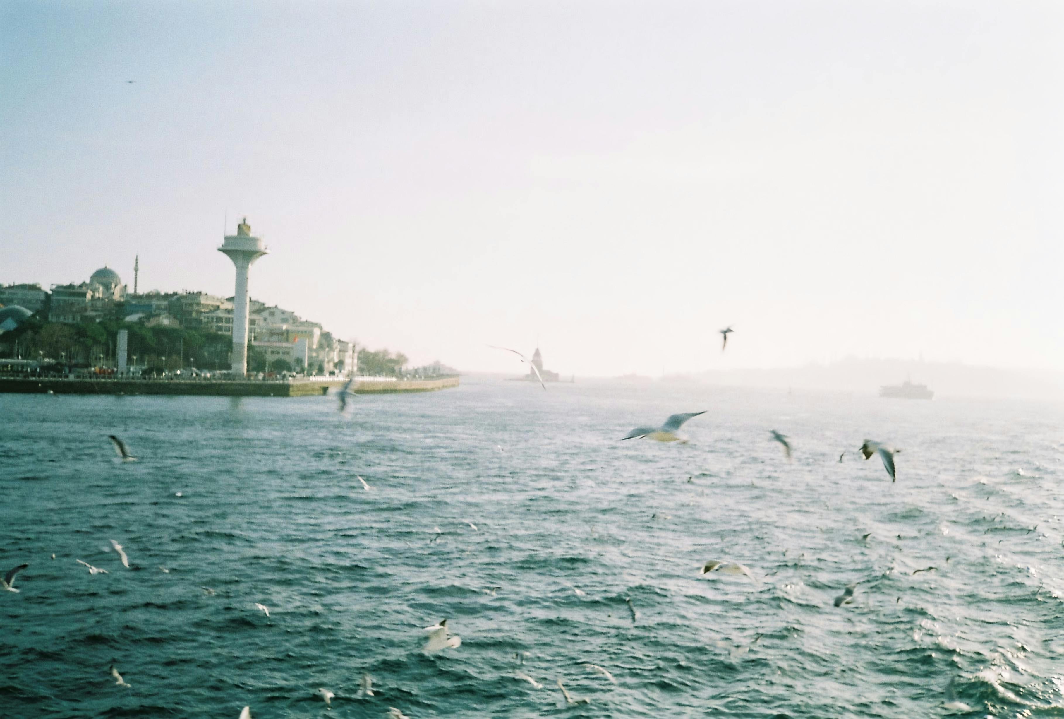 flock of seagulls flying over the strait