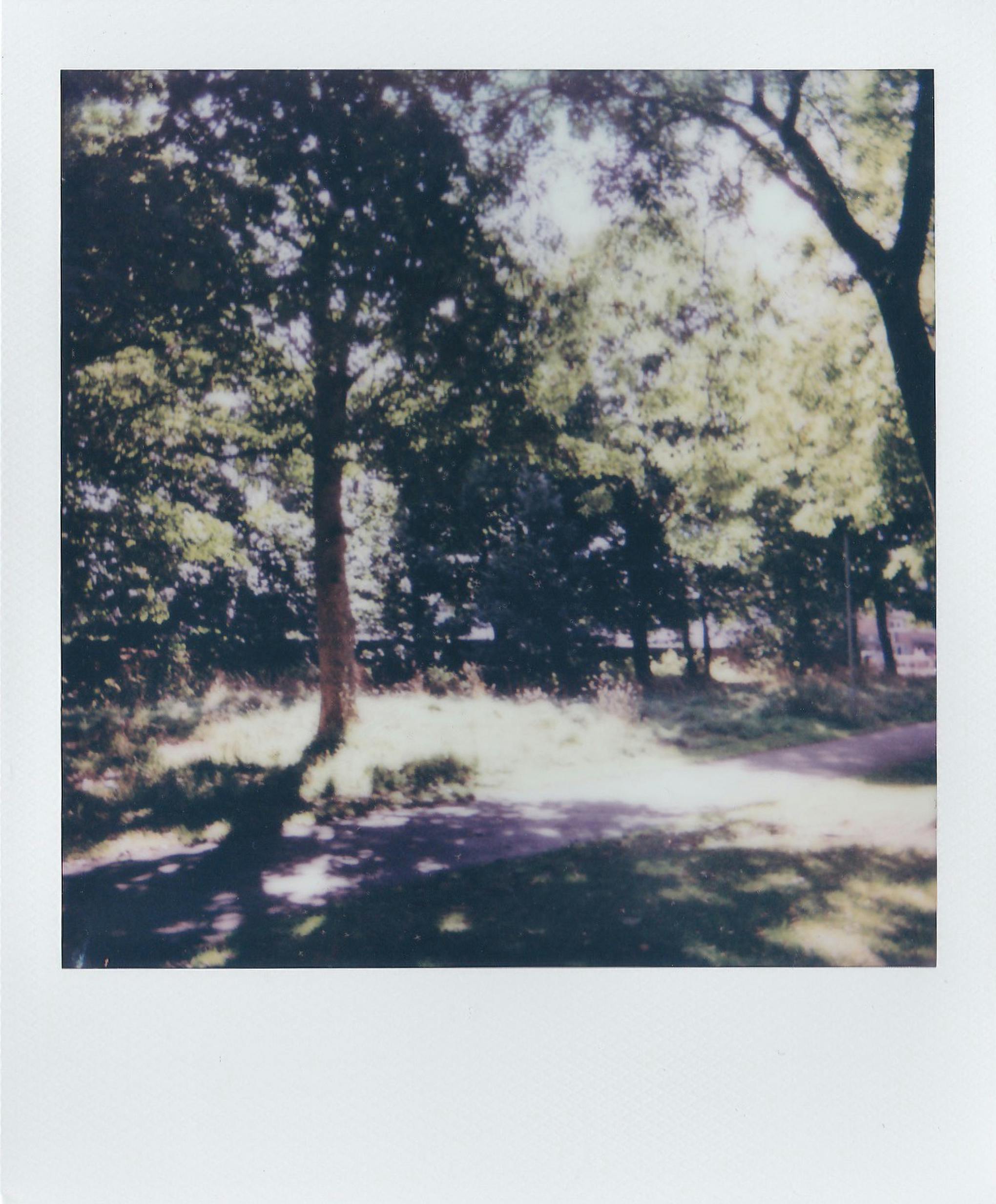 vintage polaroid of sunlit forest path