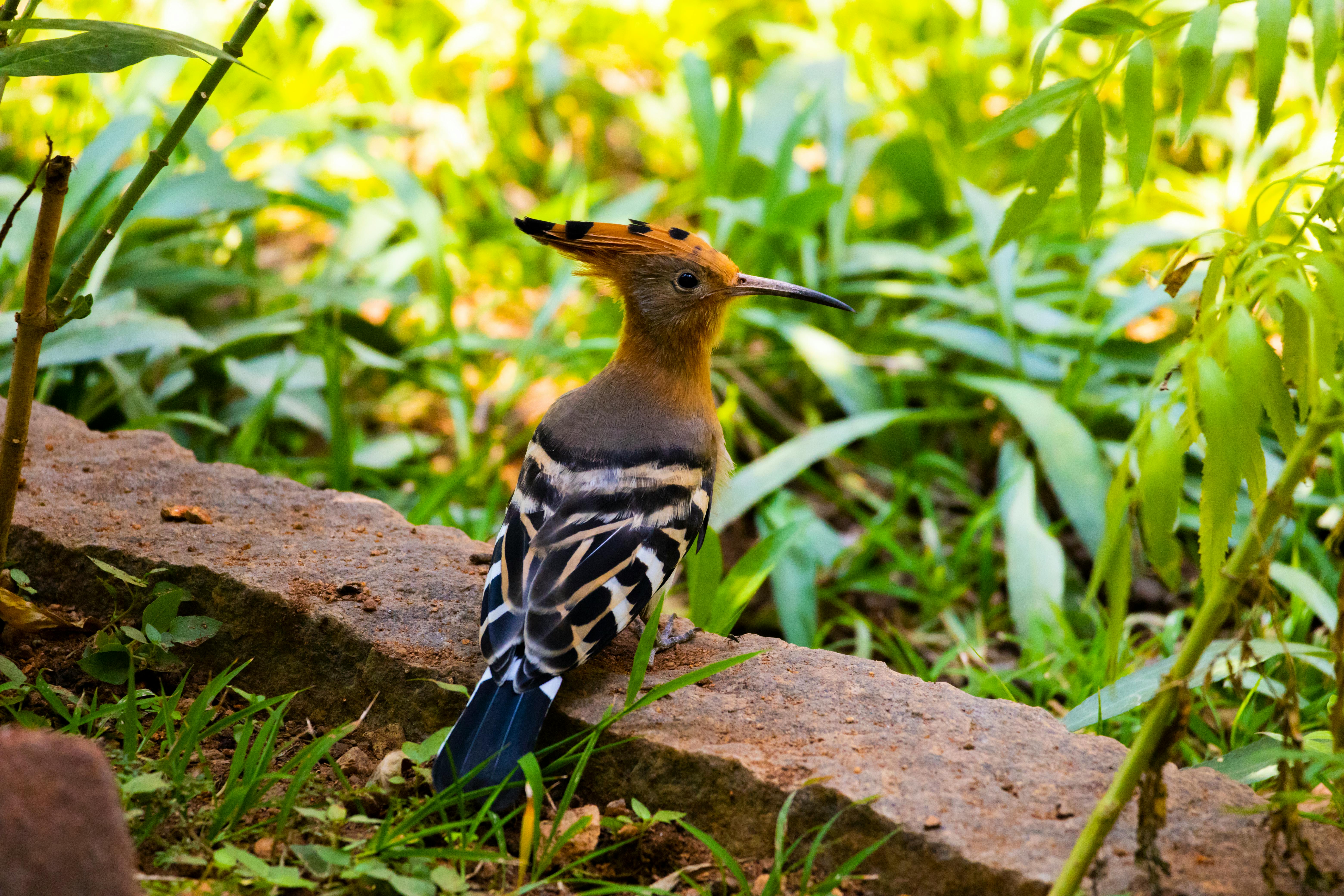 eurasian hoopoe in lush mysuru garden