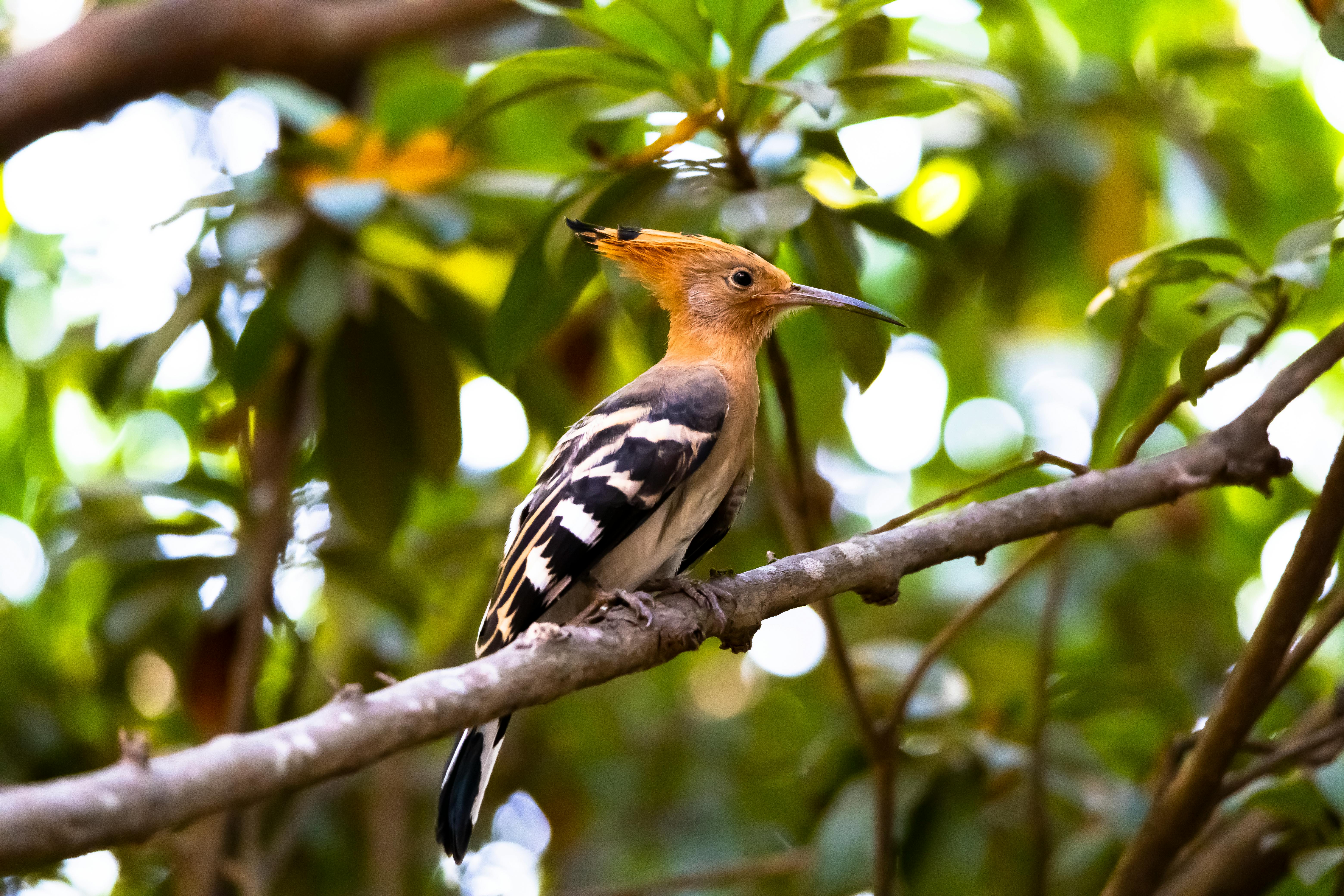 elegant eurasian hoopoe in mysuru india