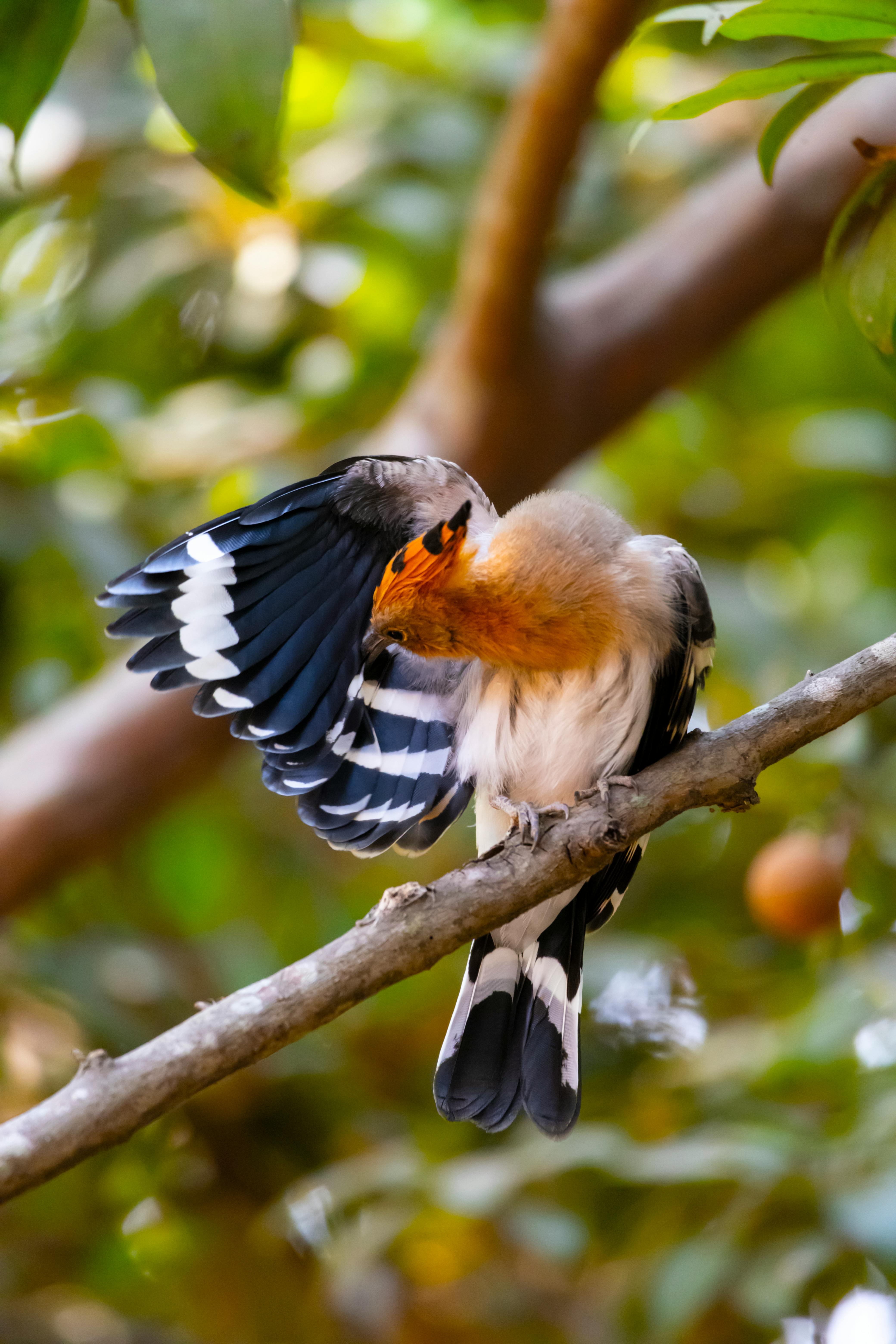 eurasian hoopoe preening in mysuru branch