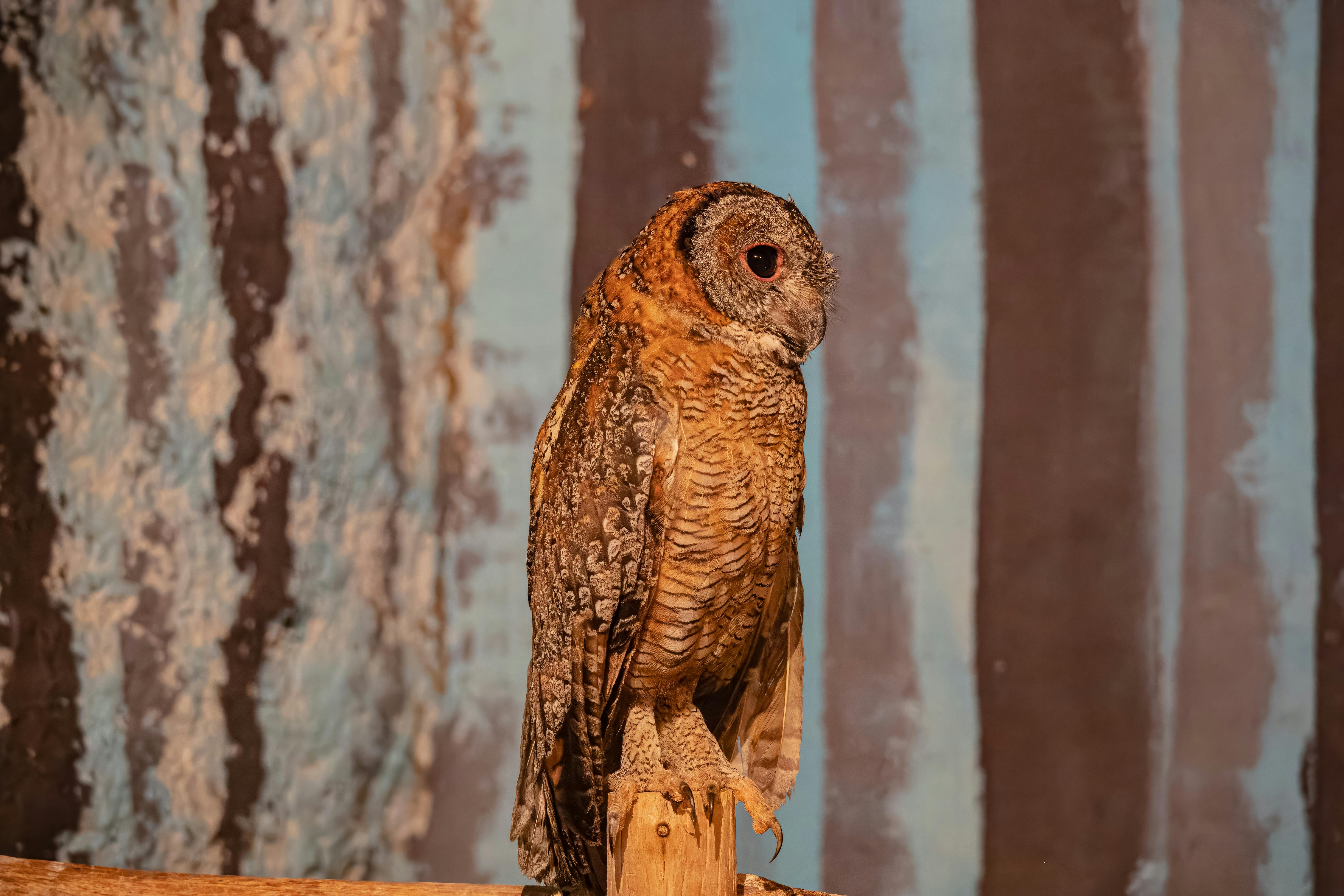 majestic barn owl perched against a textured background