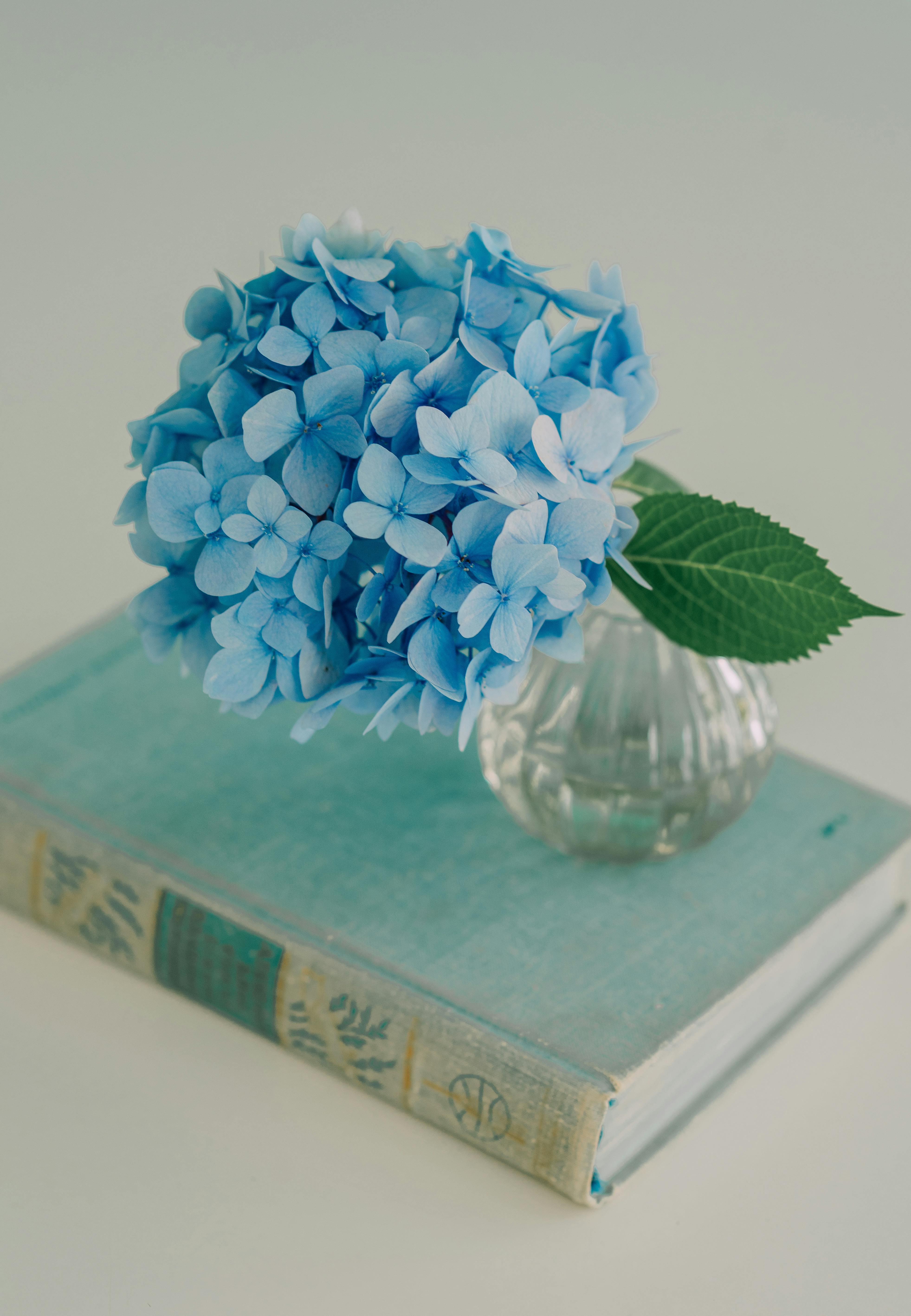 elegant hydrangea in vase on vintage book