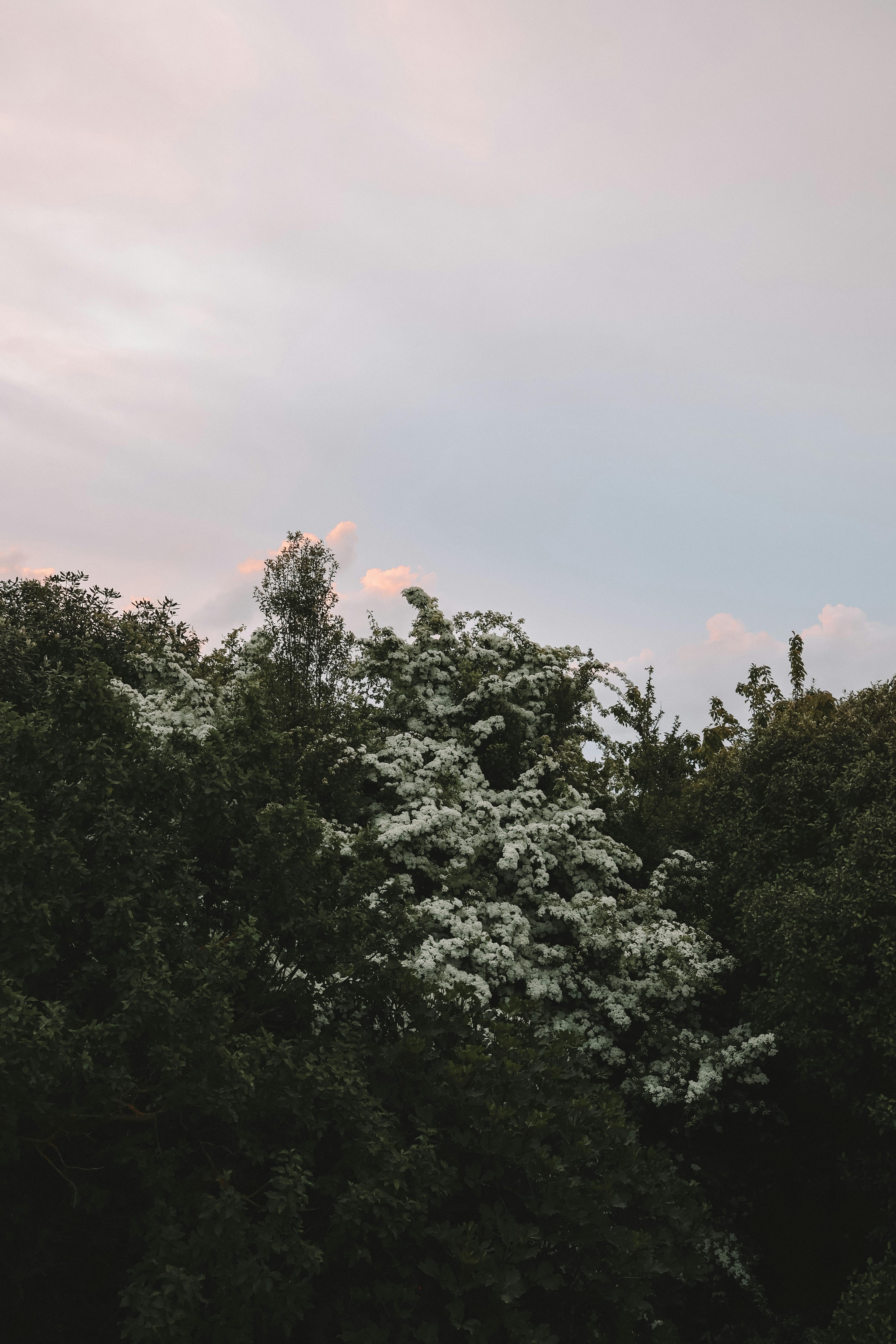 tranquil sunset over christchurch foliage