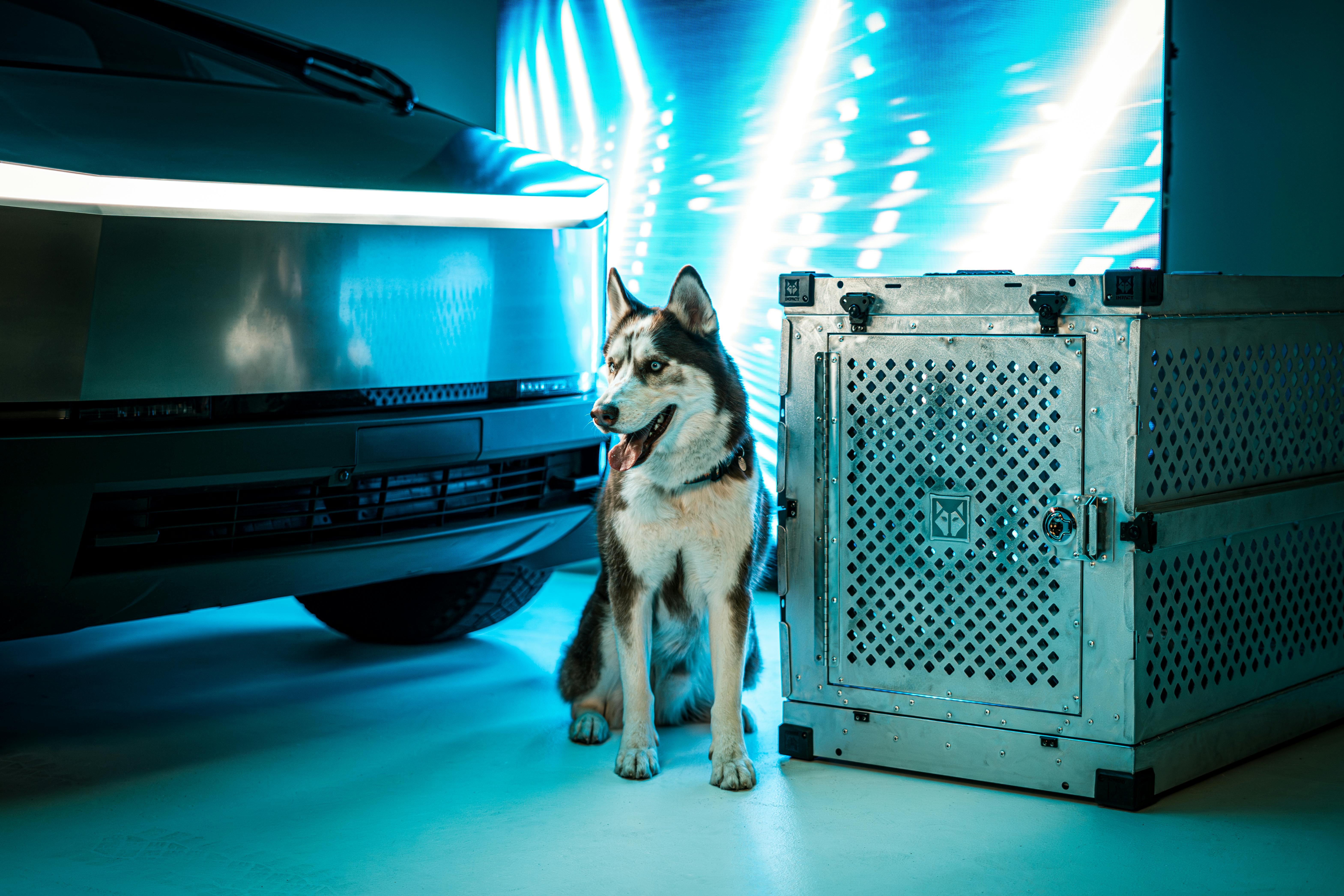 futuristic scene with siberian husky and dog crate