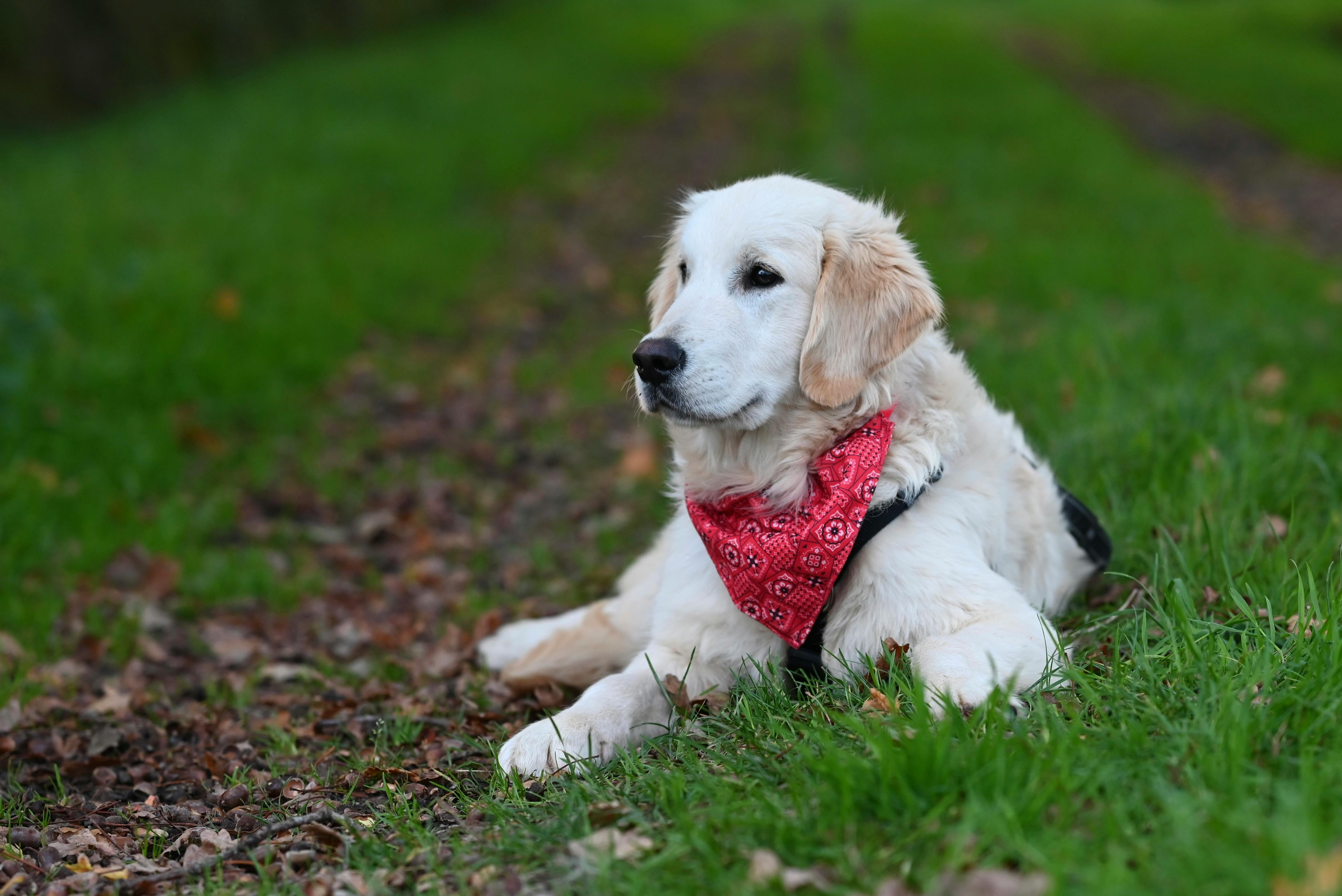 golden retriever relaxing outdoors on grass