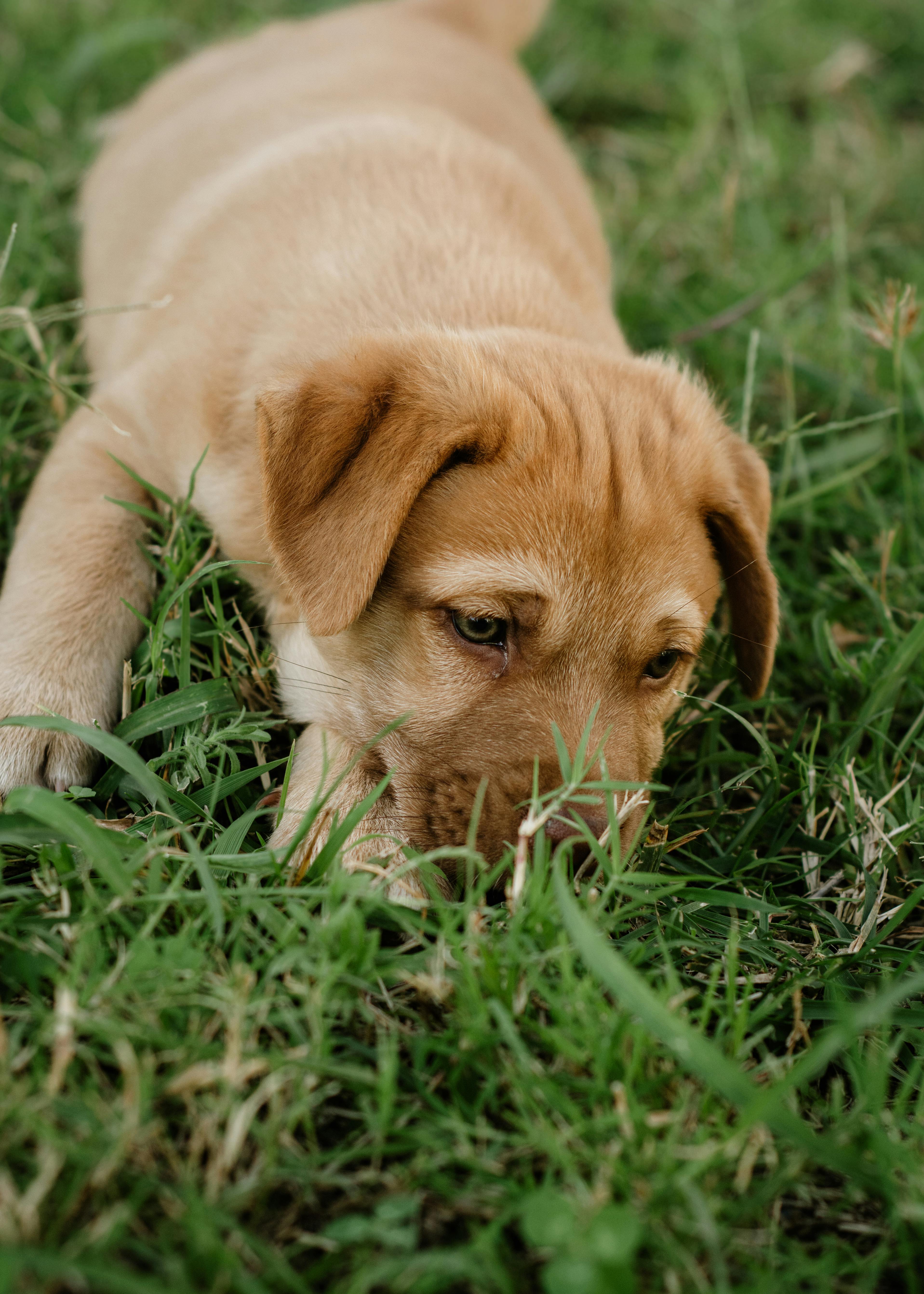 adorable labrador retriever puppy on grass